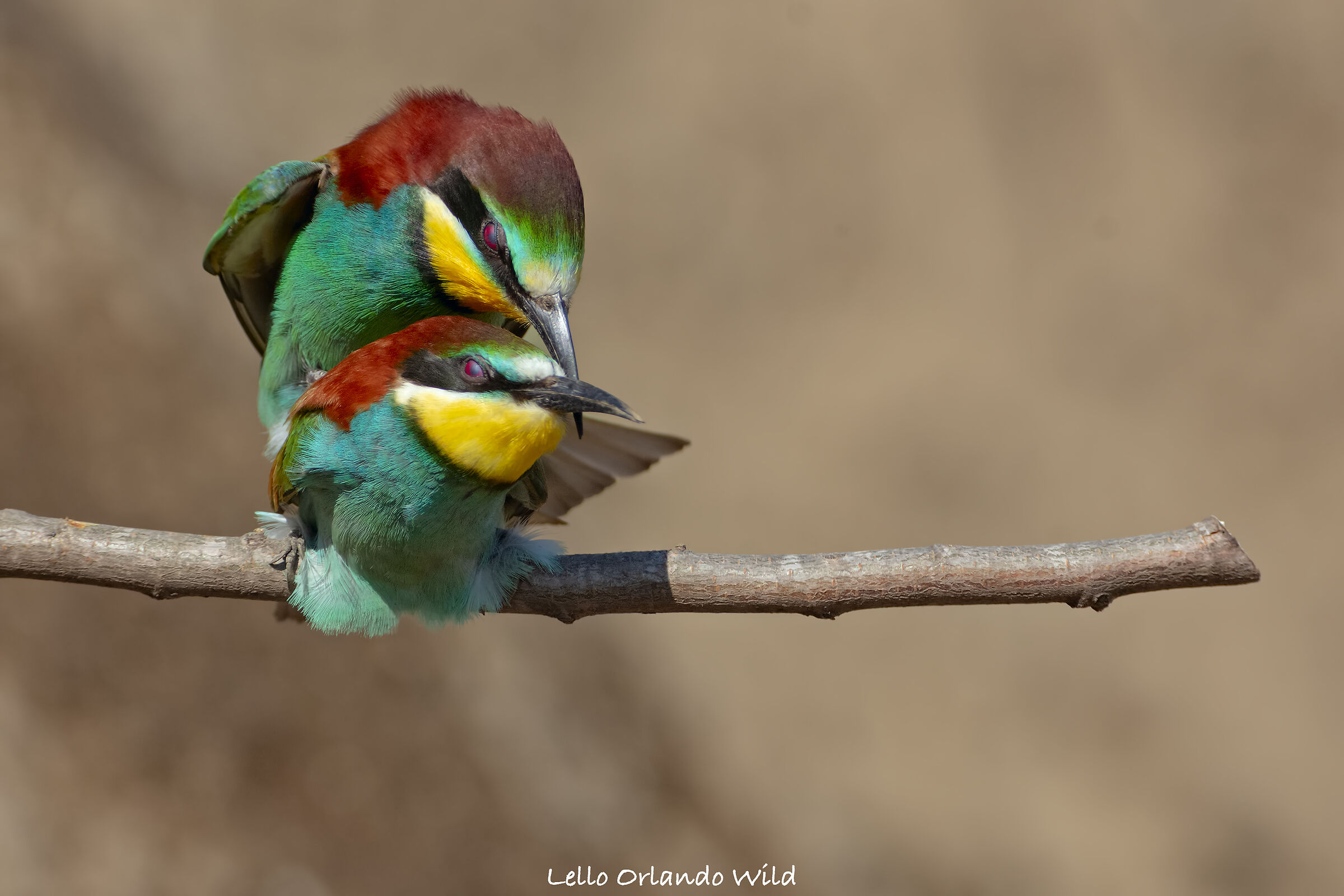Bee-Eaters in Love