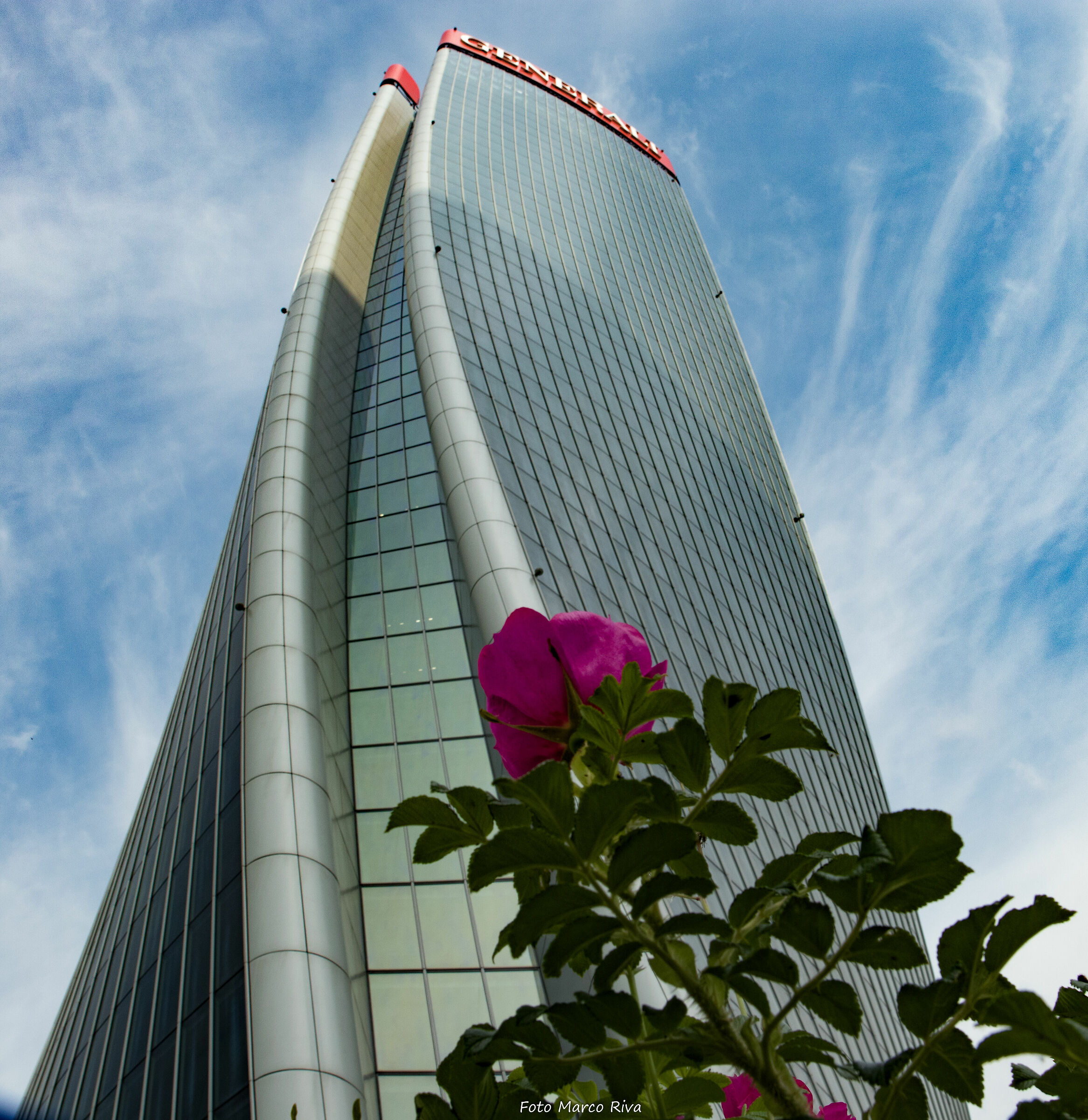 The Rose and the giant