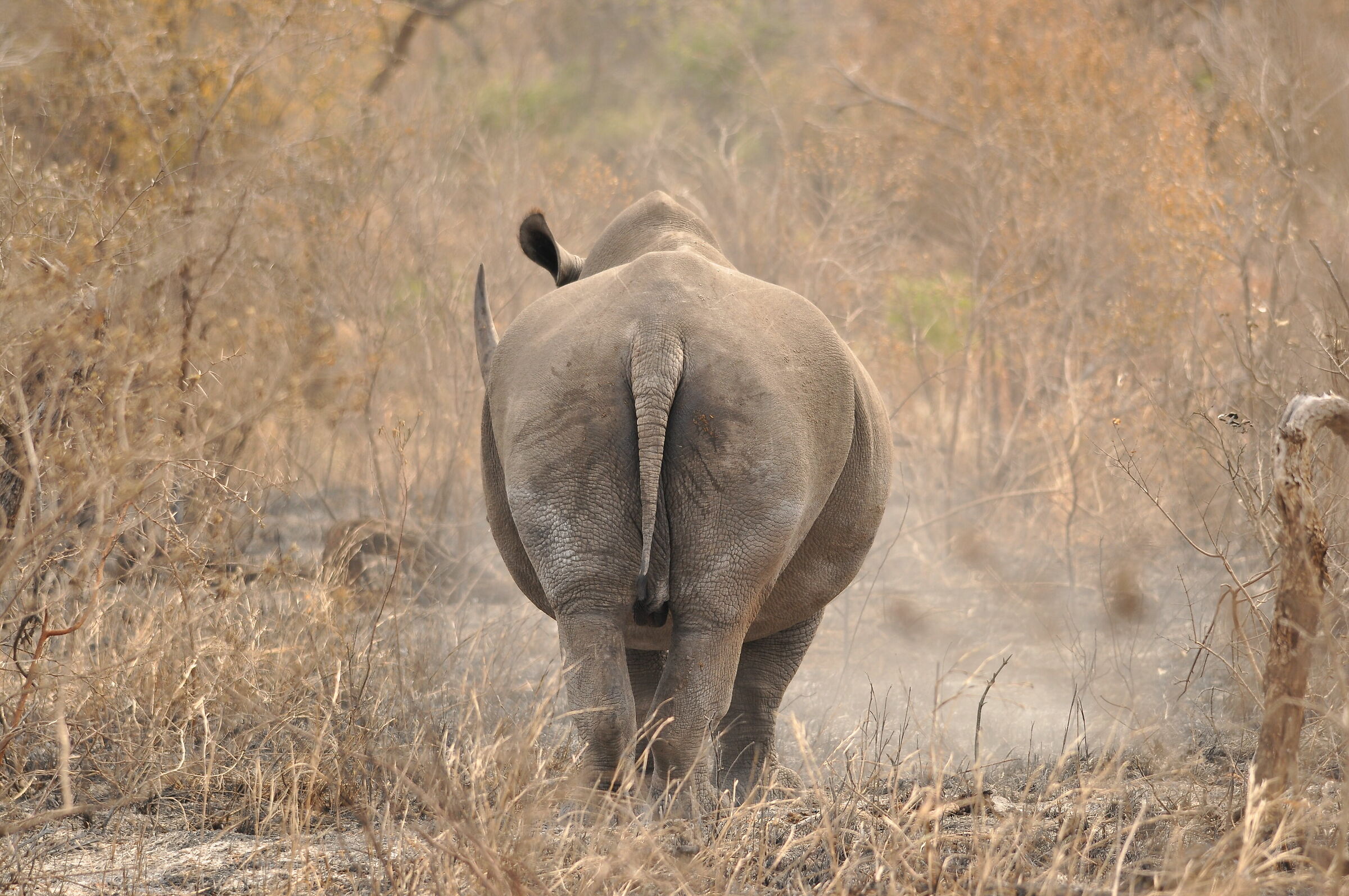 Rhino from behind