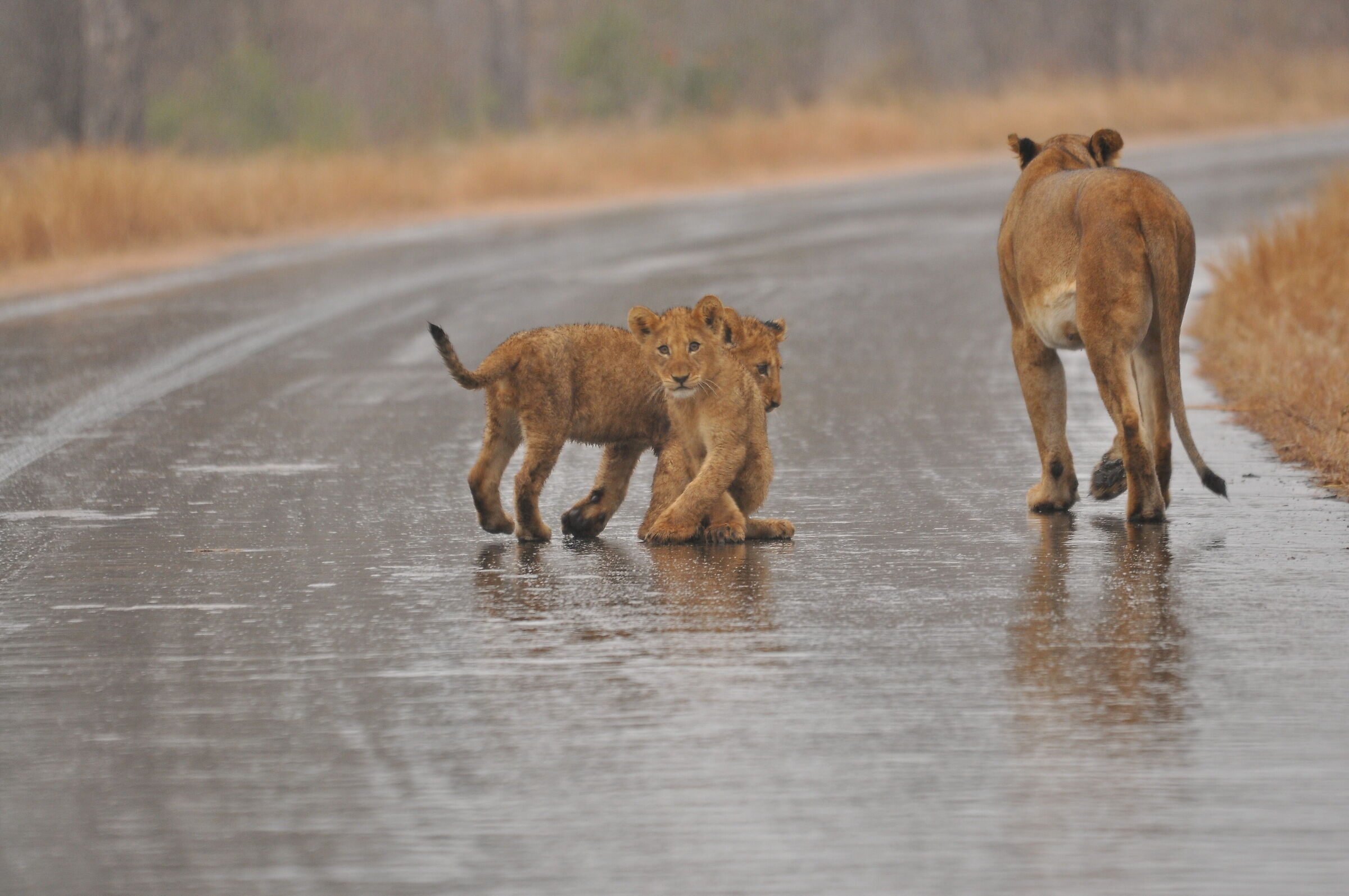 Lions on the road