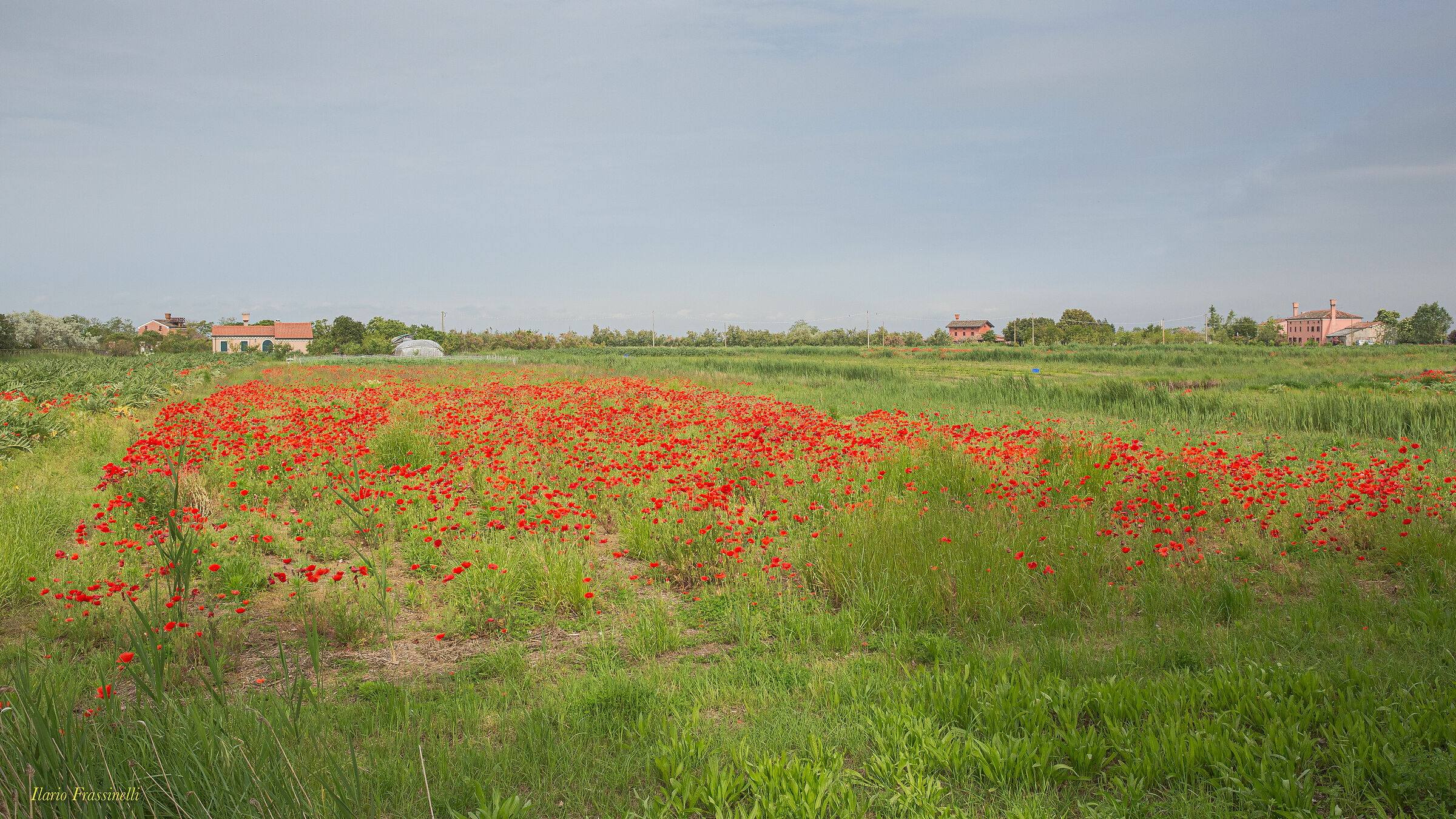 Papaveri a Lio Piccolo