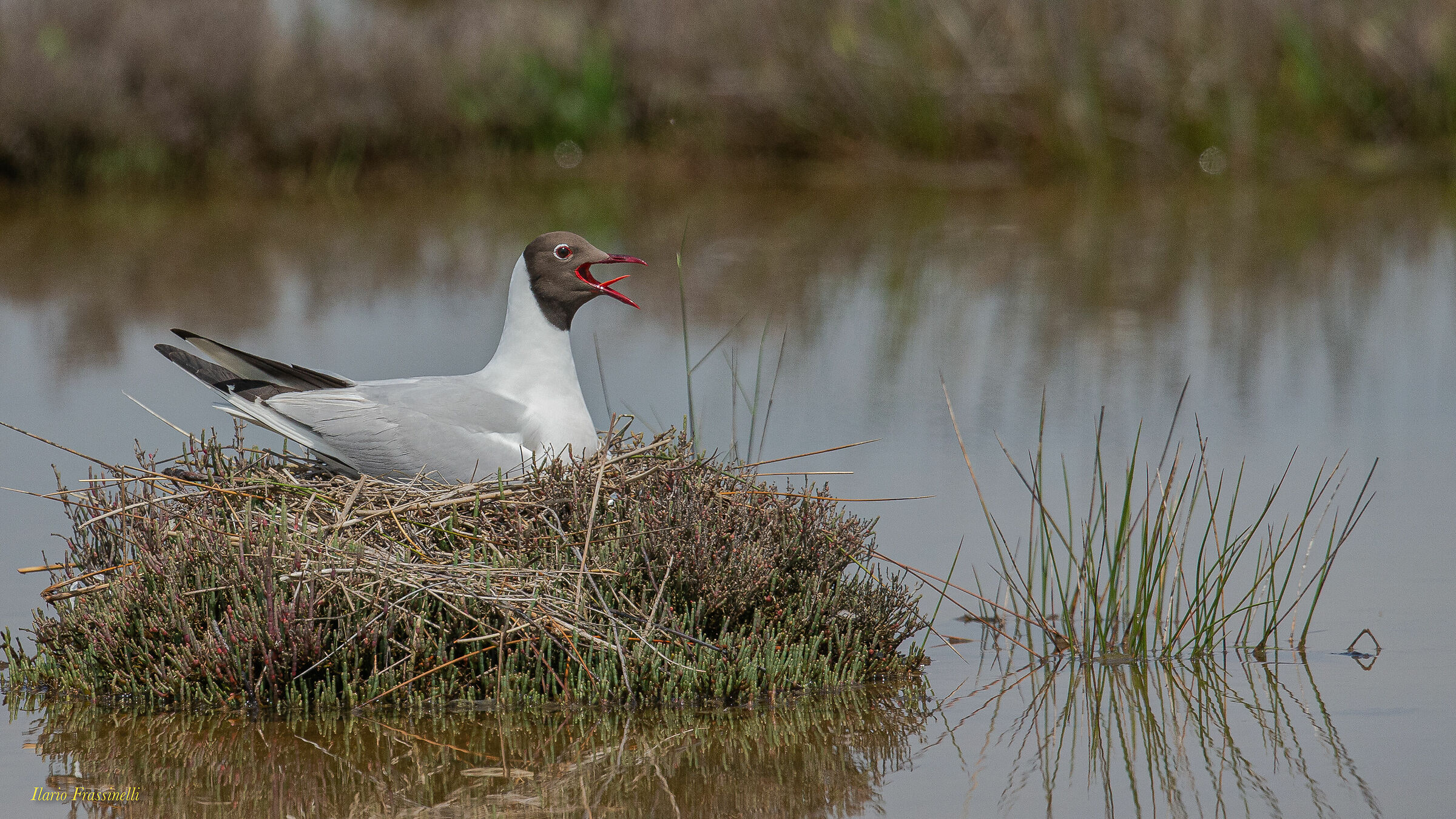 Common Seagull