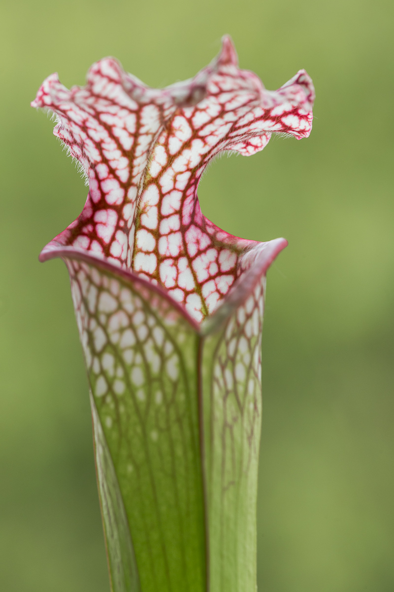 Sarracenia leucophylla var. large pink lipped
