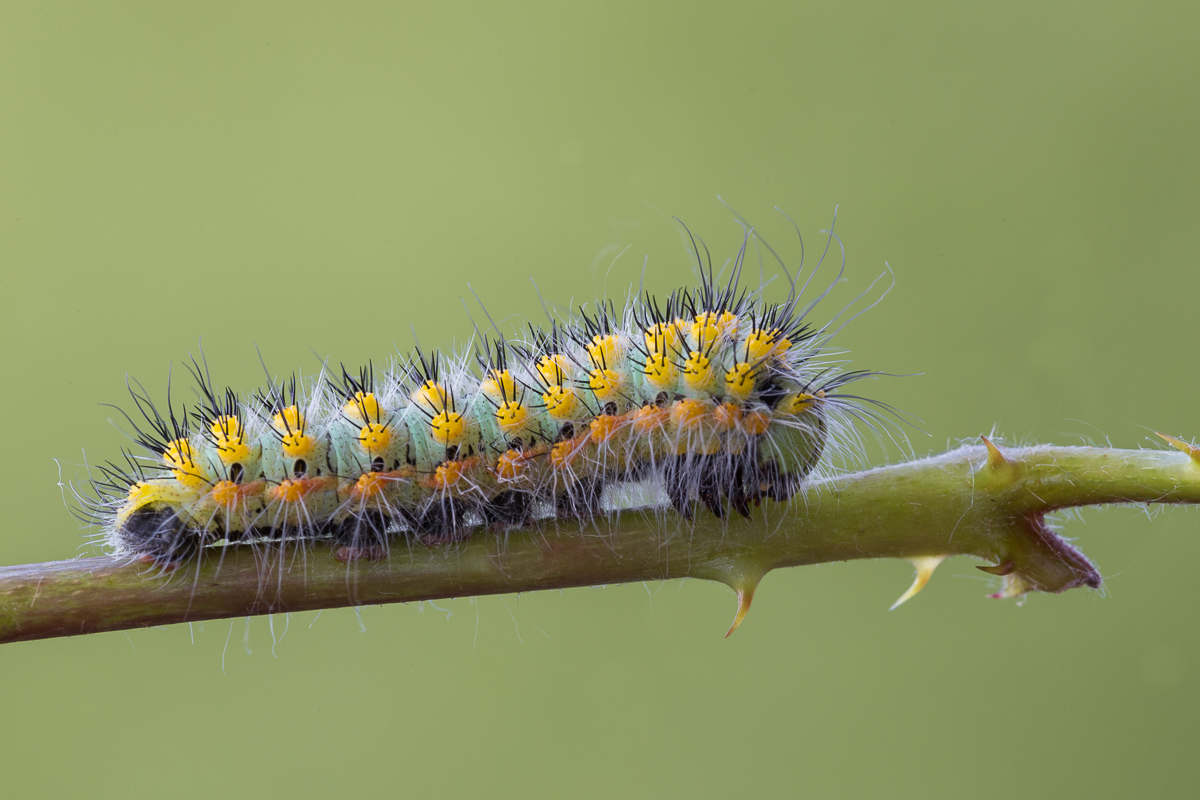 Bruco al terzo stadio di Saturnia pavoniella ...