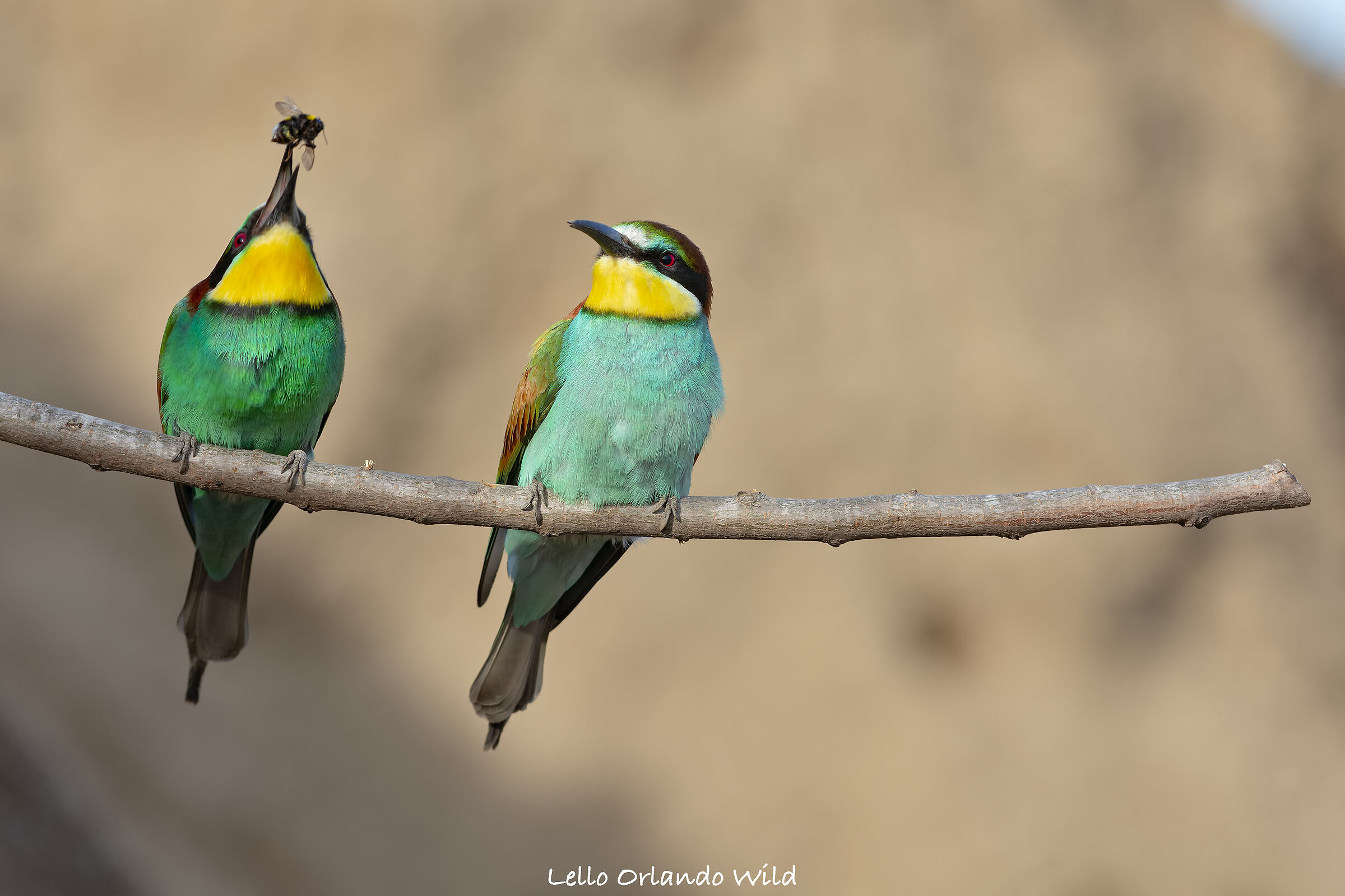 Bee-Eaters In courtment