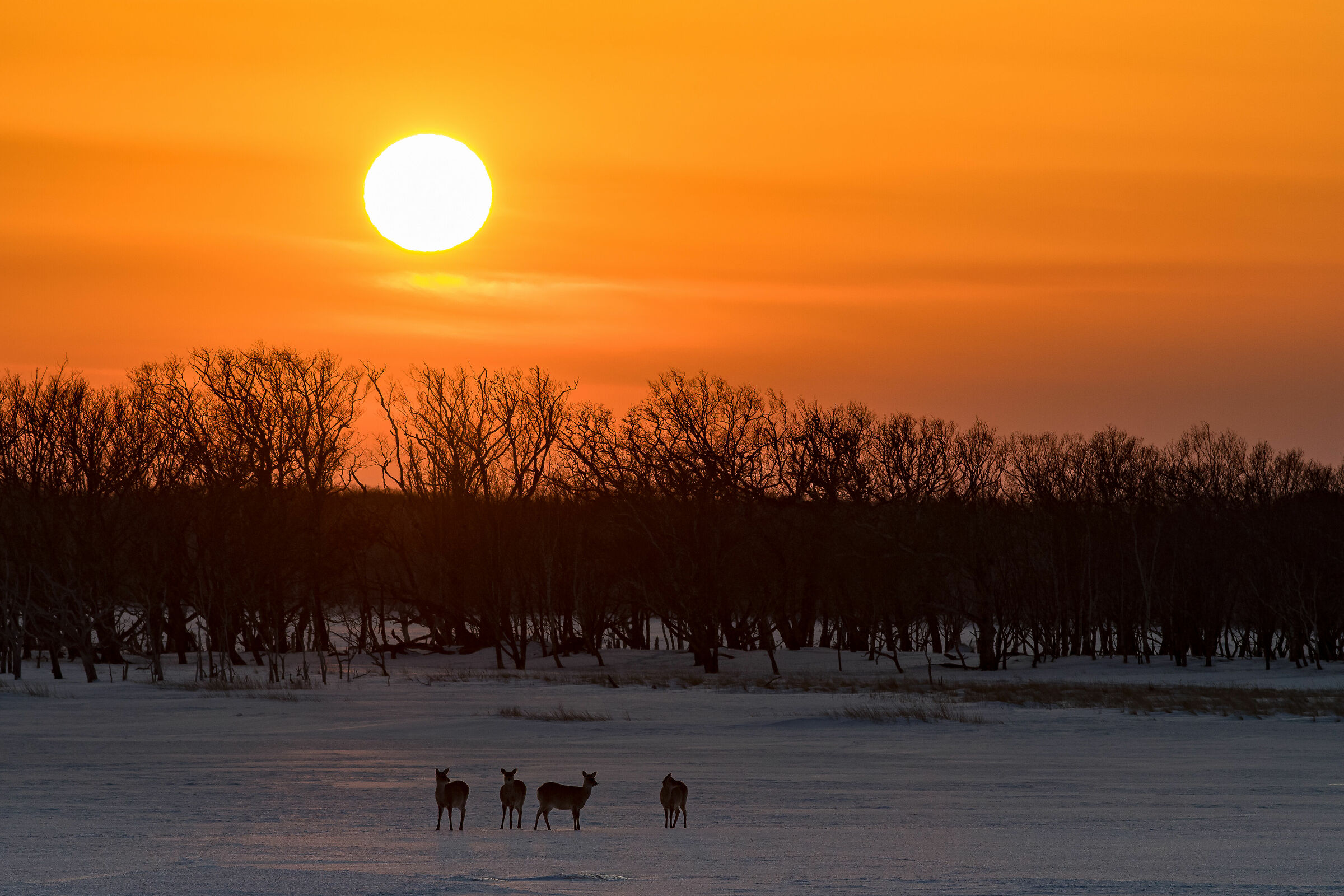 Sunset with Sika Deer