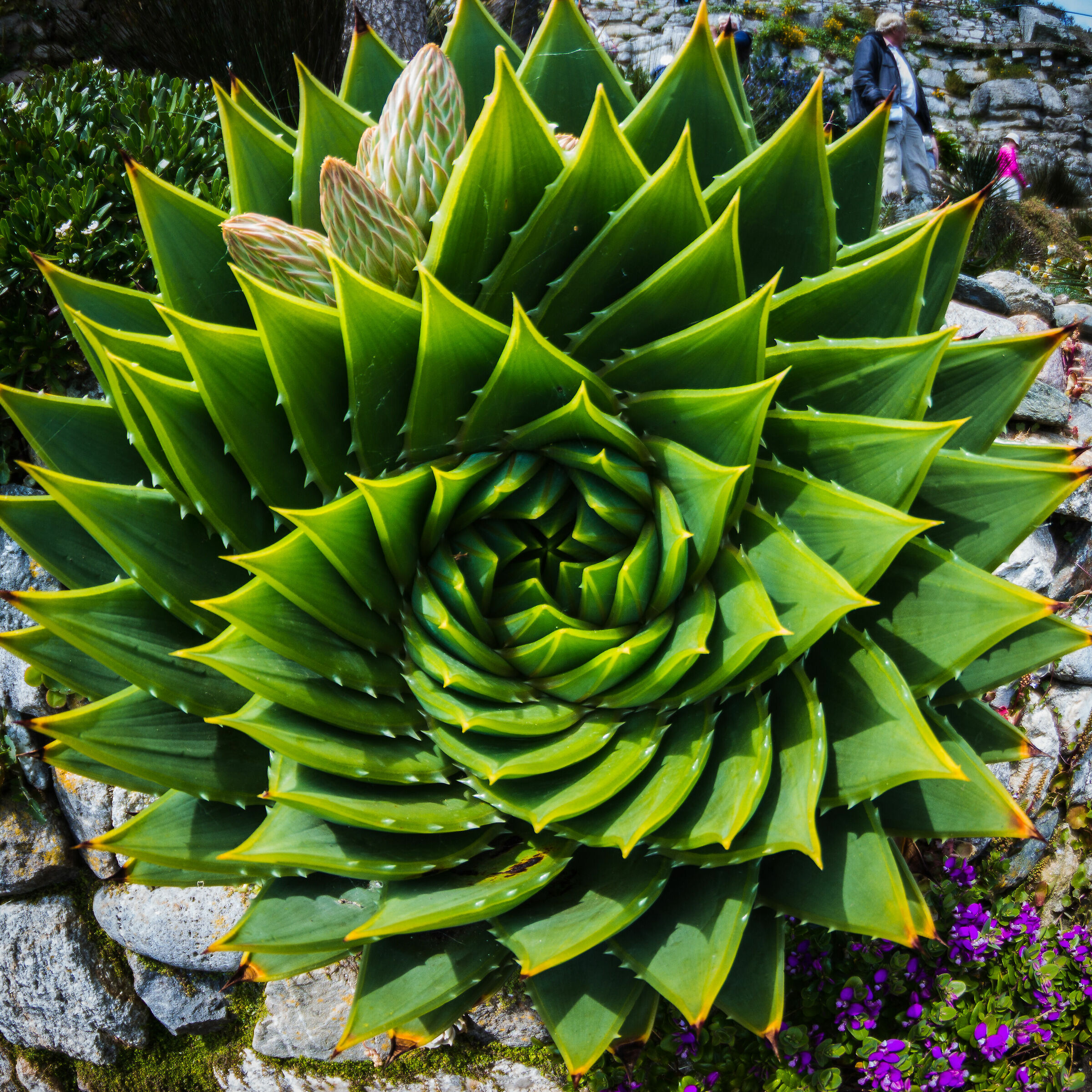Aloe Polyphylla, geometrie naturali