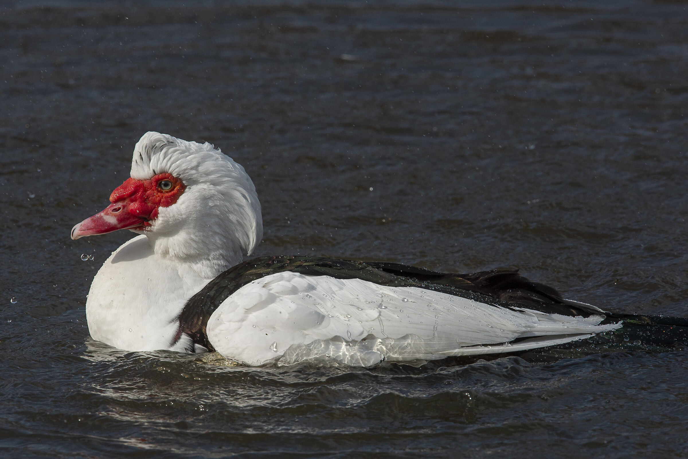 Muscovy Duck