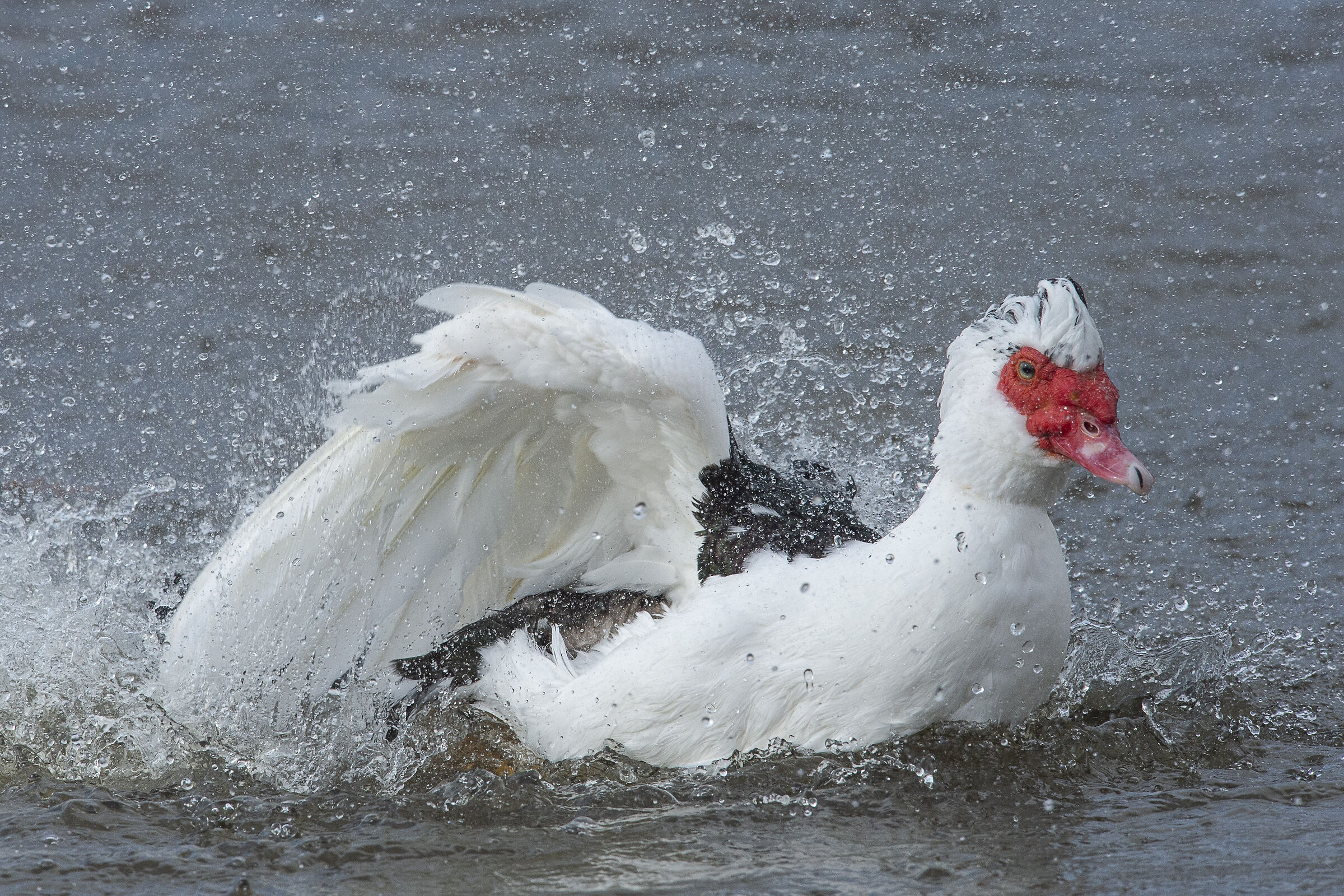 Muscovy Duck Splashing