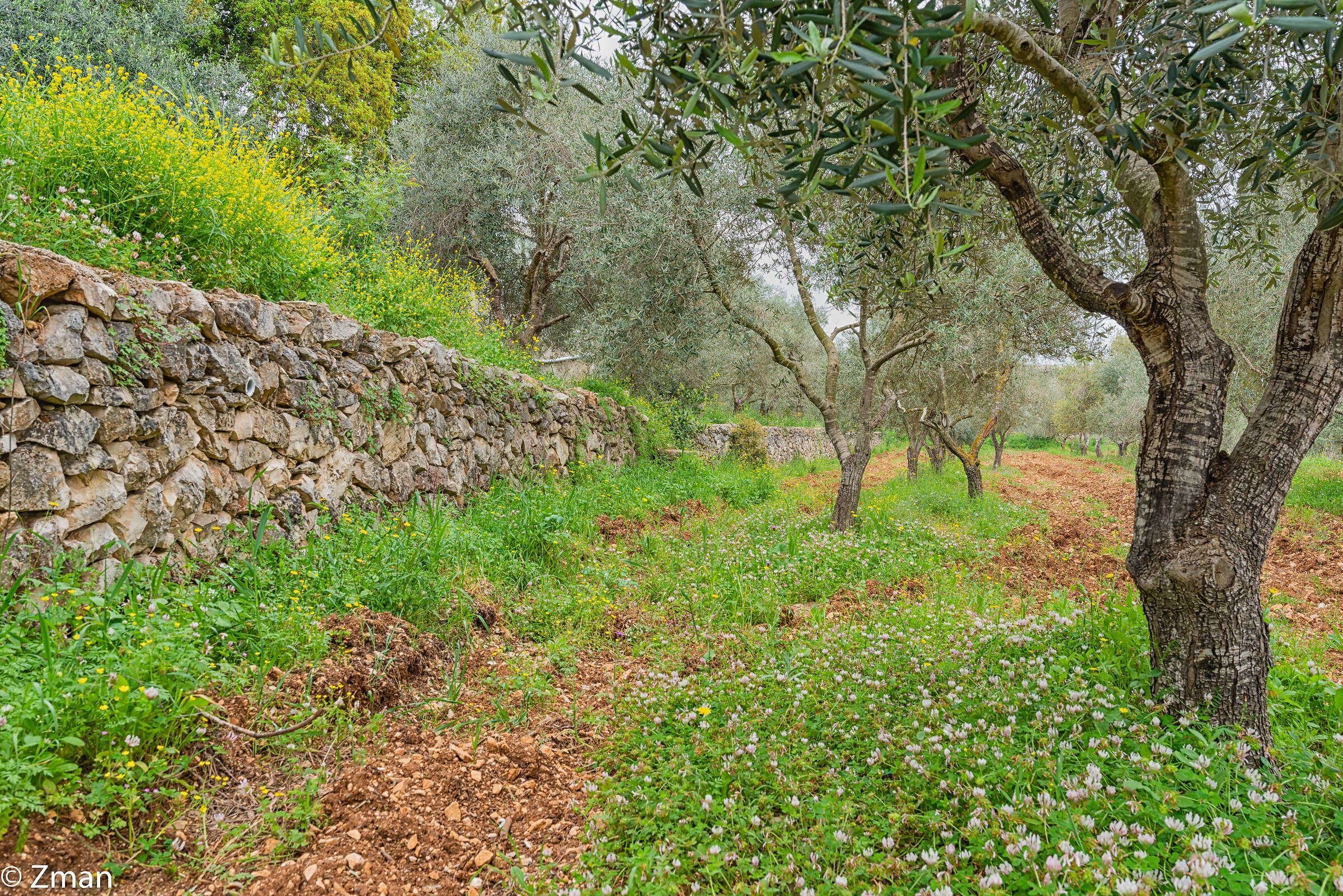 The Olive Field