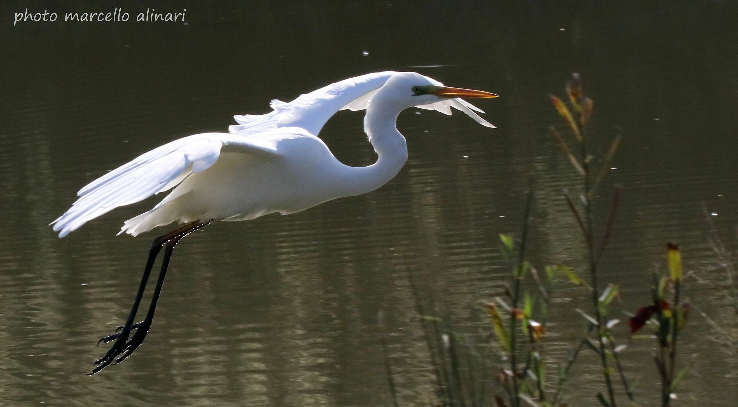 airone bianco maggiore in volo (2)