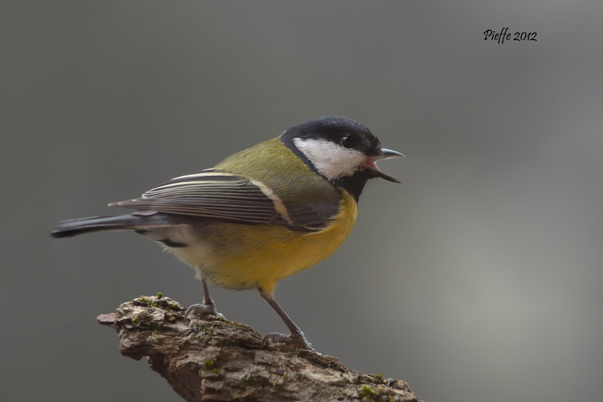 Great Tit ...