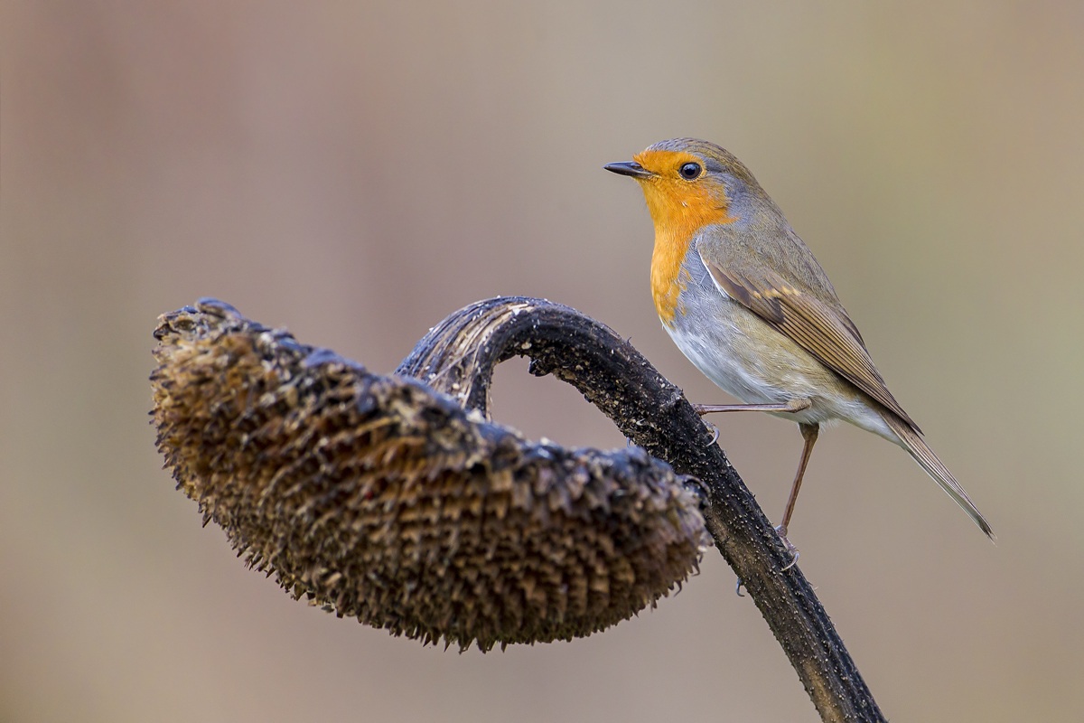 Petty su posatoio famoso
