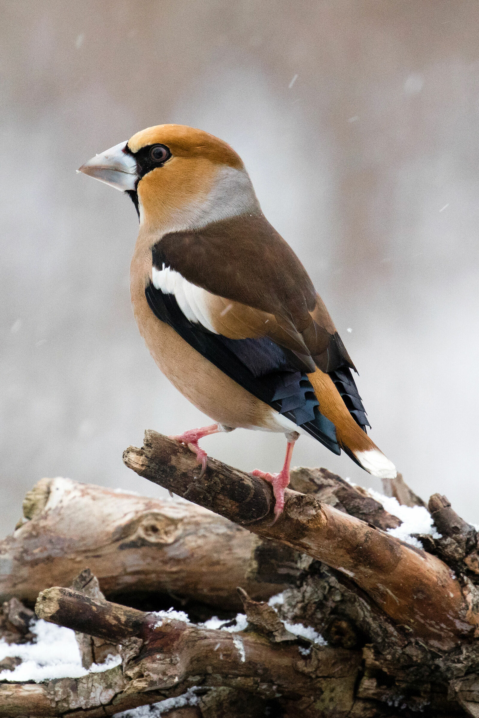 Hawfinch