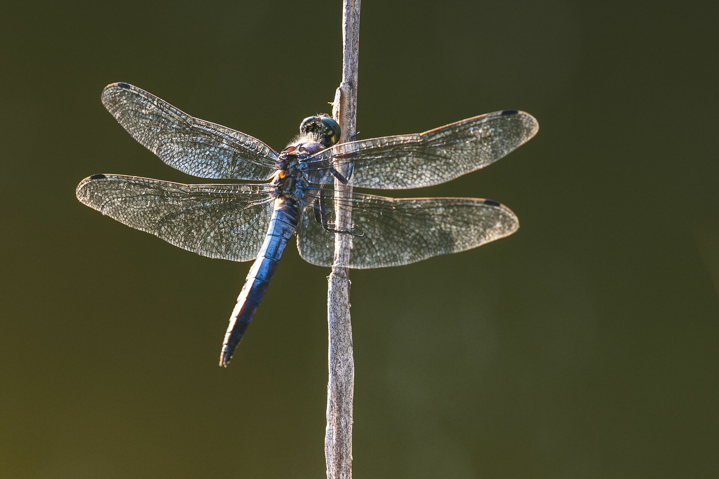 Dragonfly