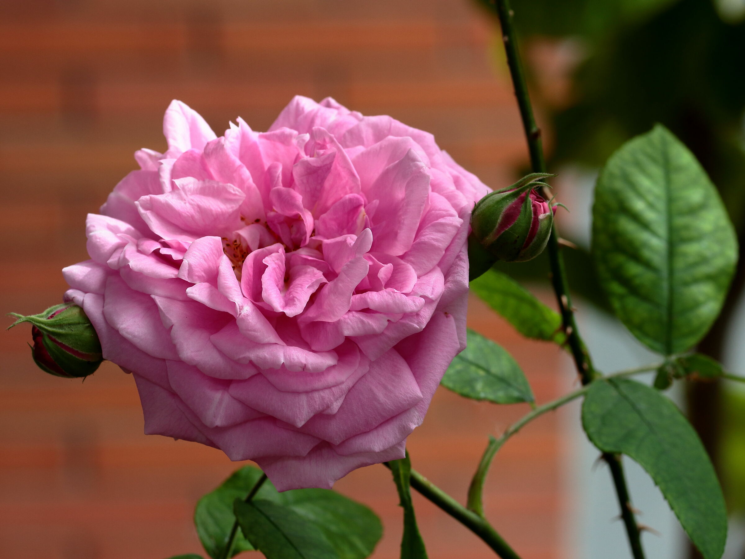 la regina dei fiori 2