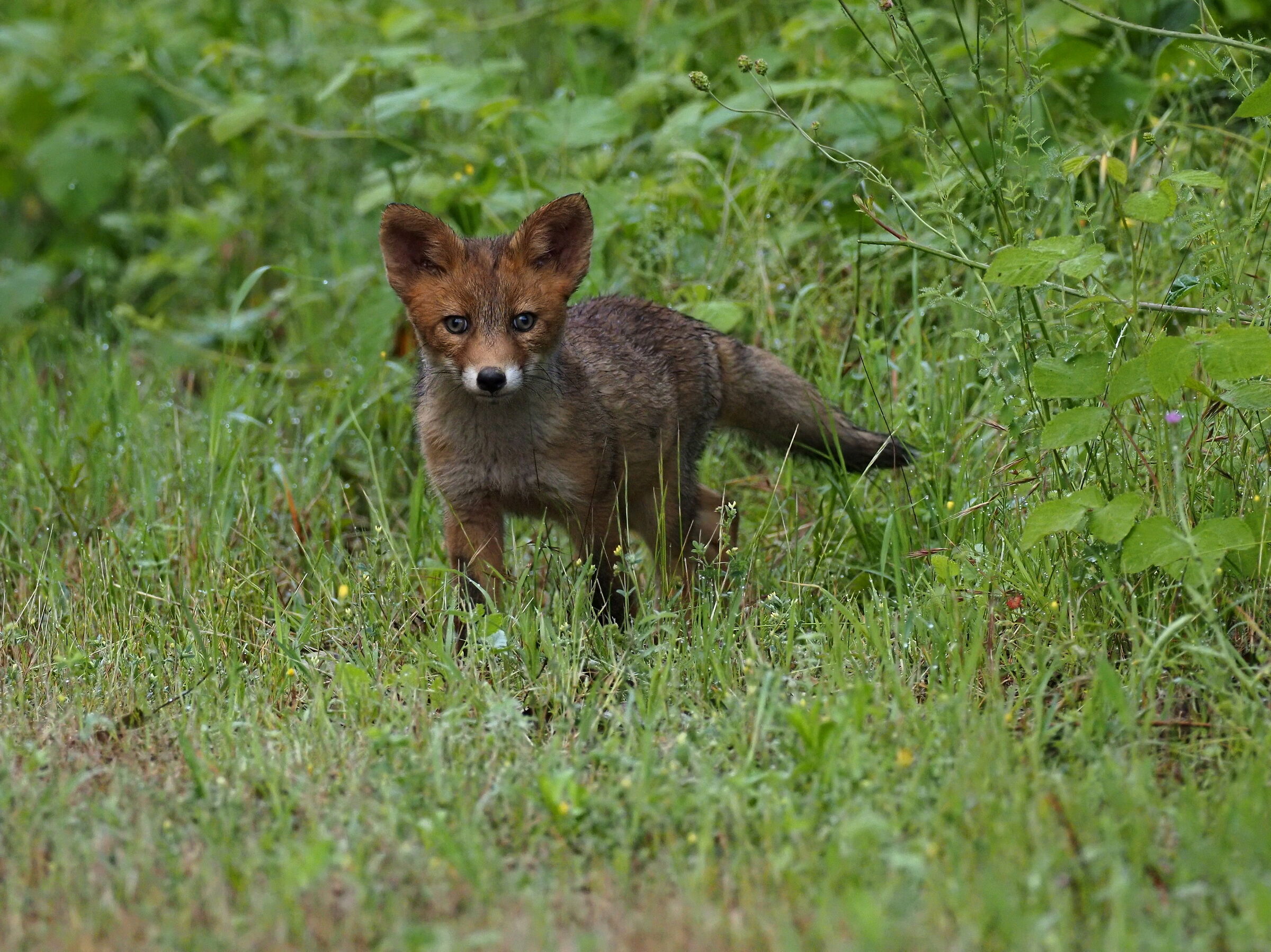 Red fox Puppy