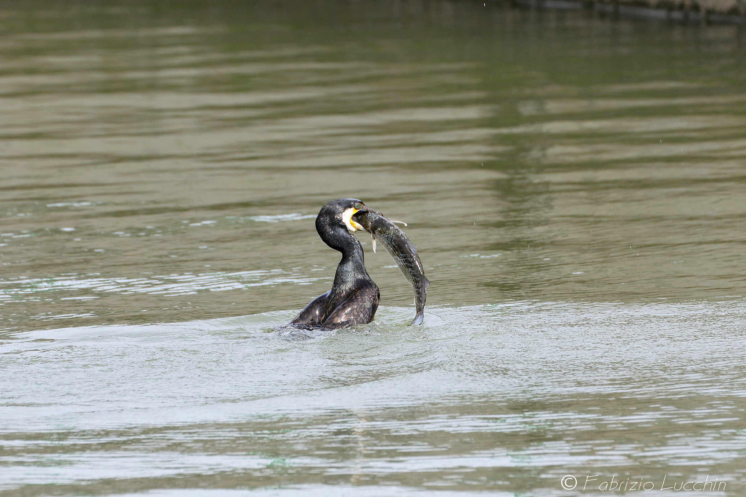 The Cormorate snack