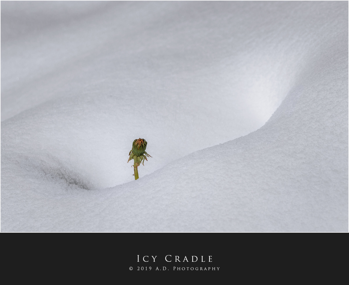 Icy Cradle