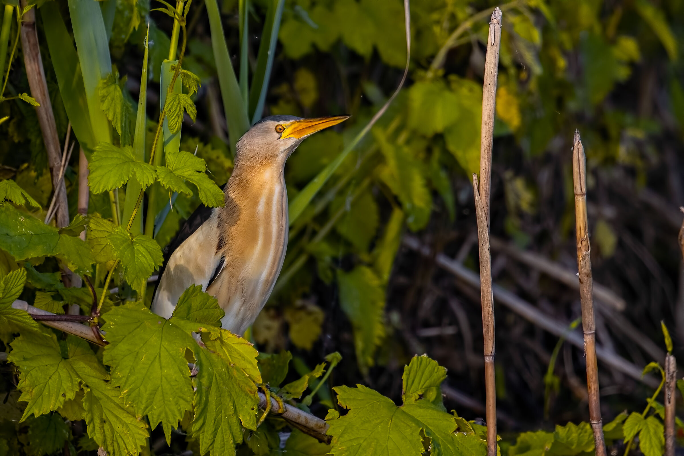 Tarabusino ambientato