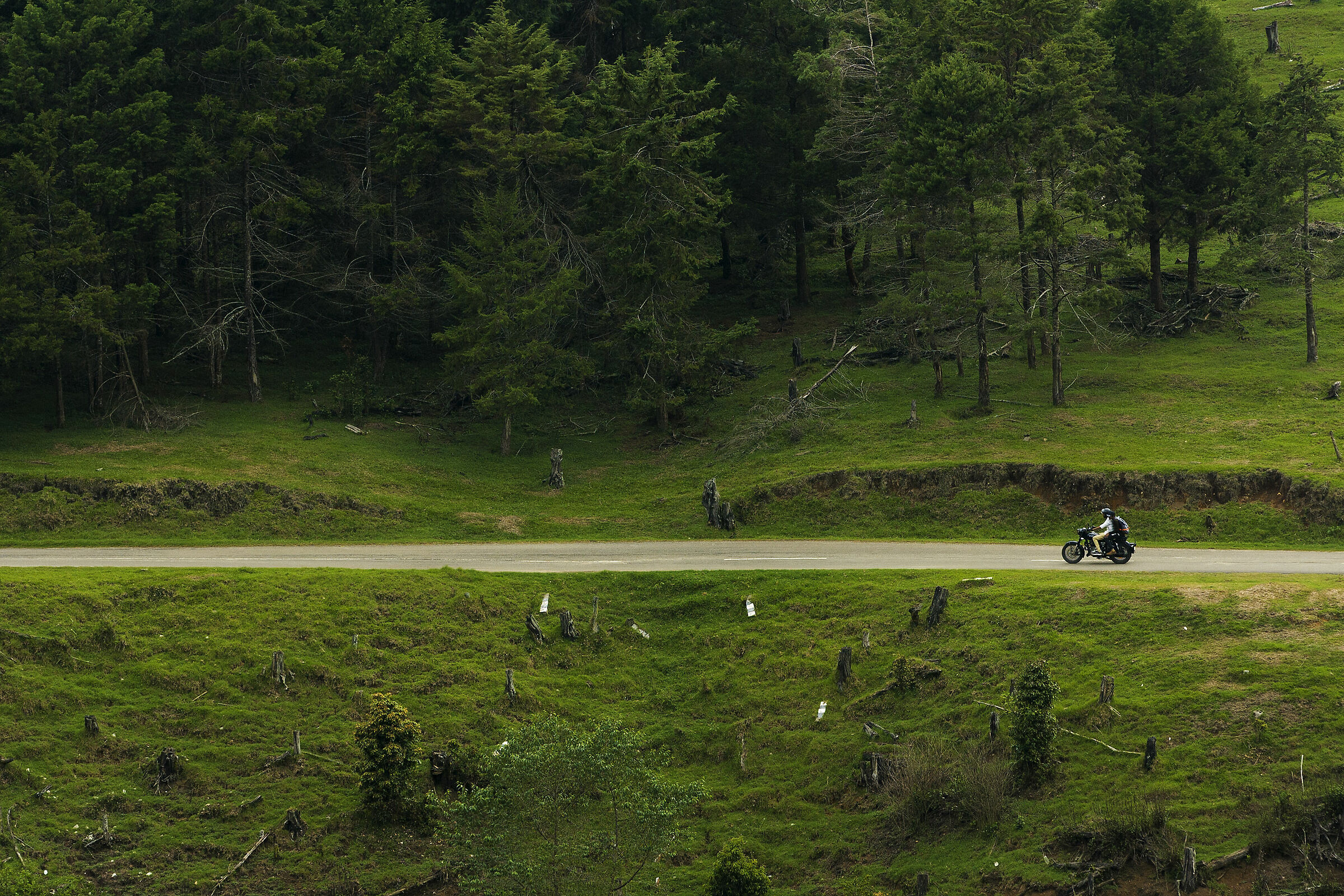 Viaggia attraverso i boschi