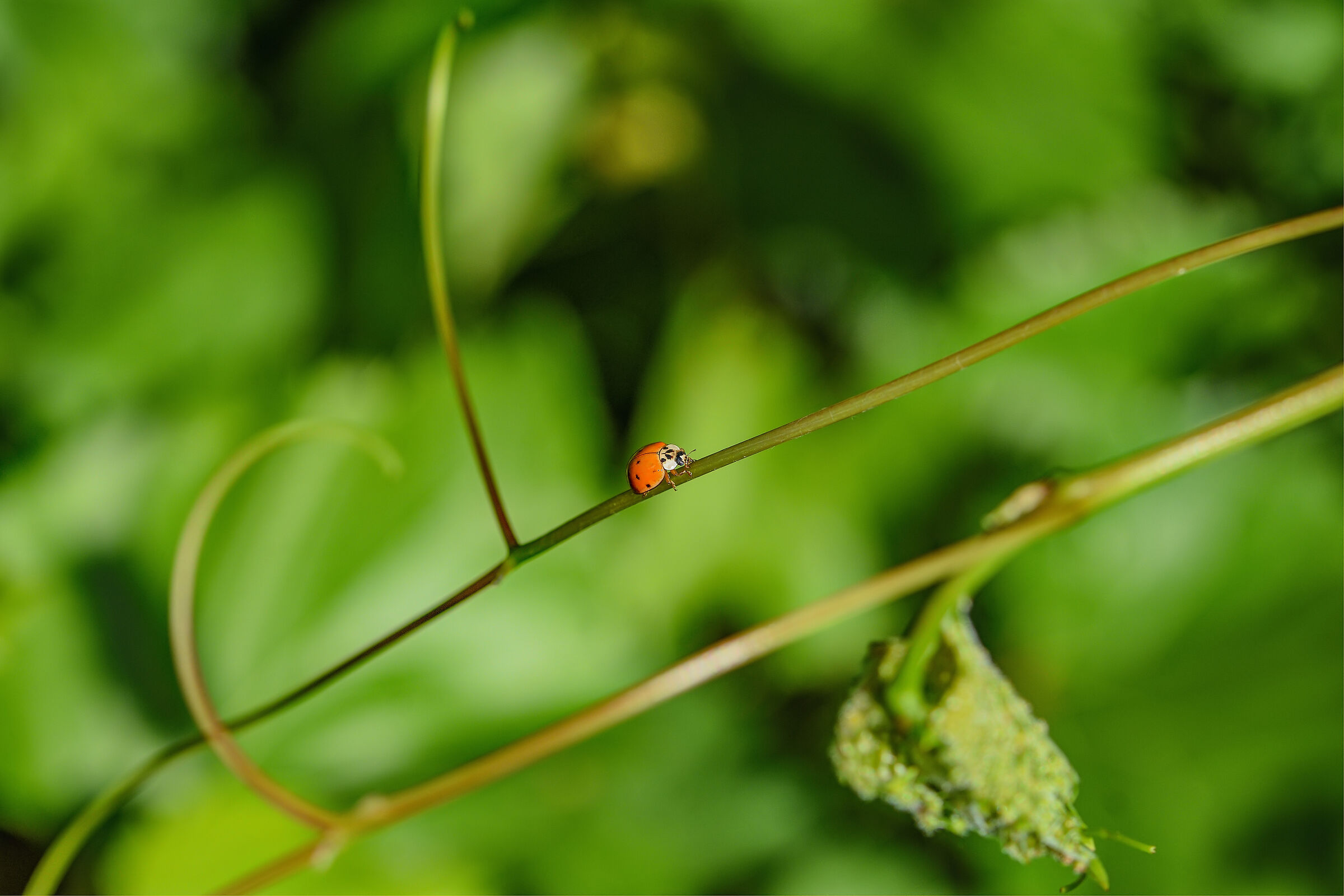 Coccinella