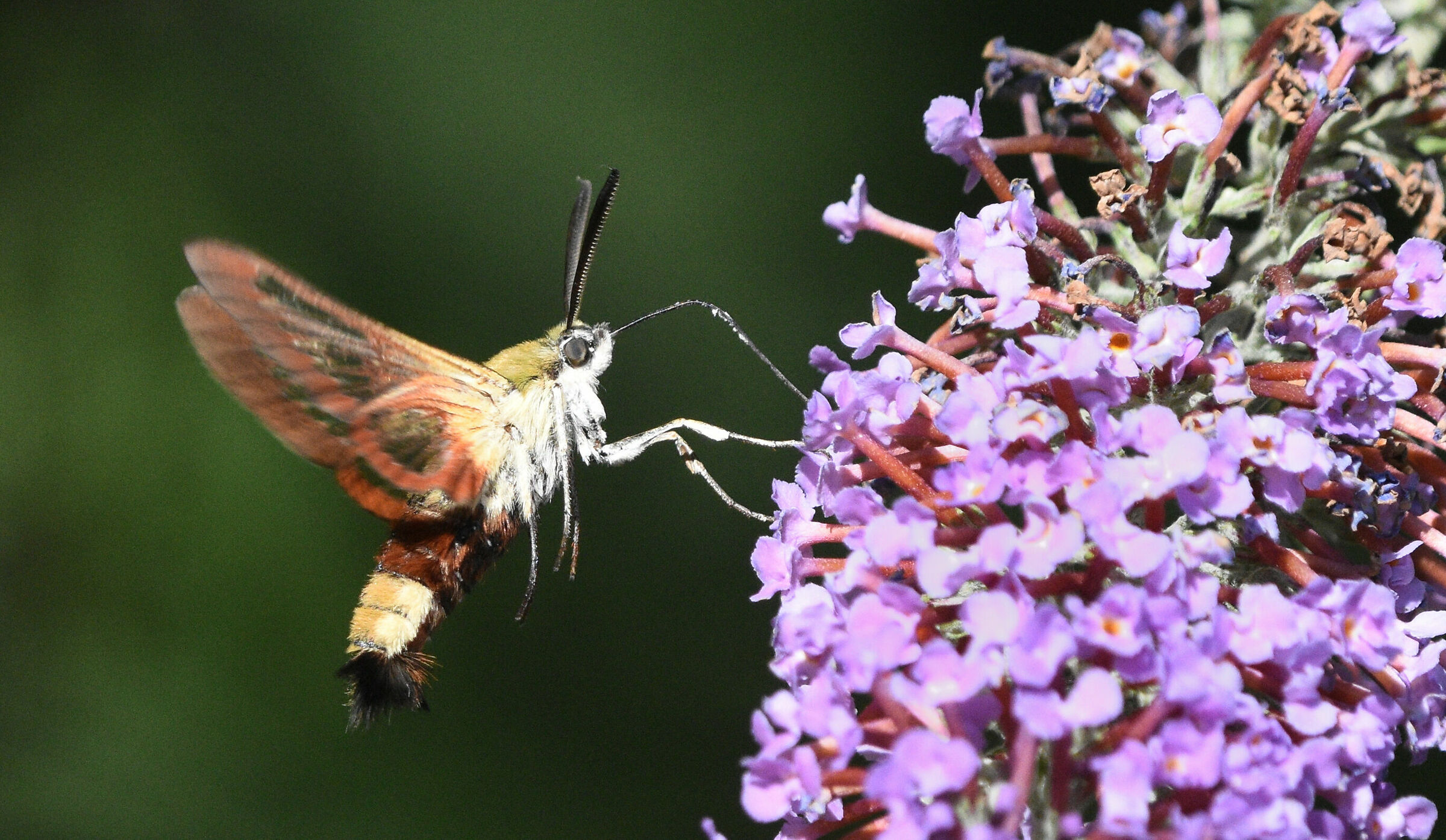 Hemaris fuciformis