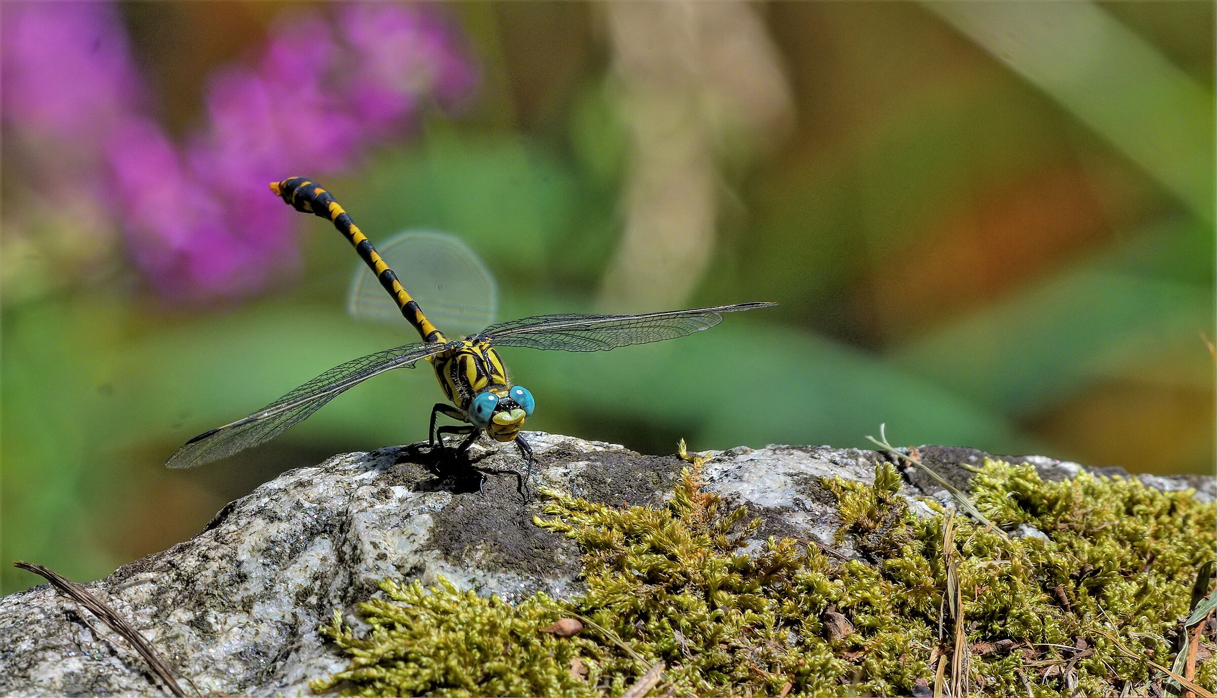 Onychogomphus forcipatus