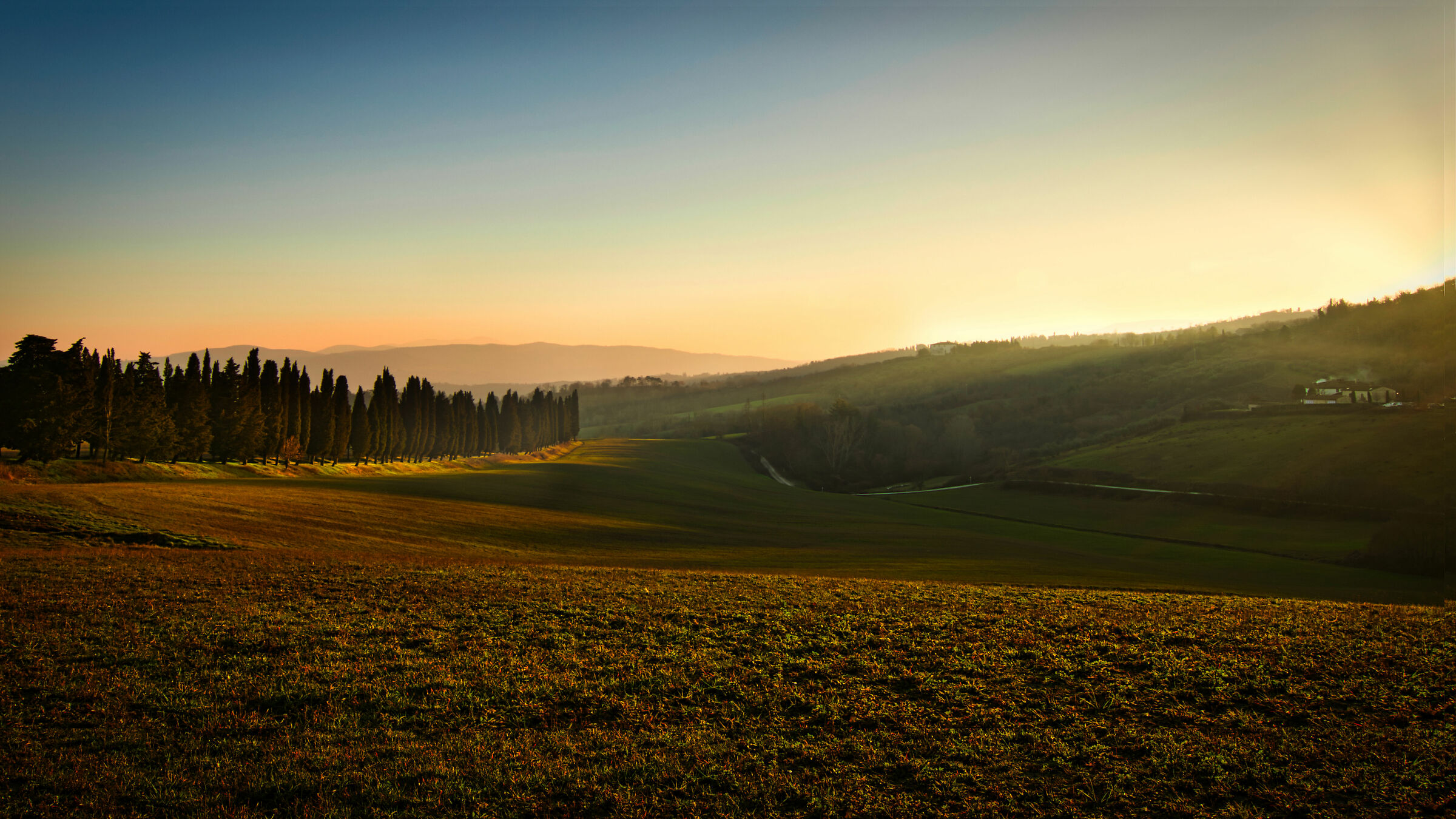 Cipressi