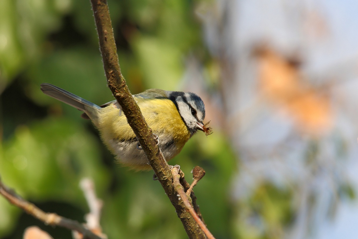 Blue Tit