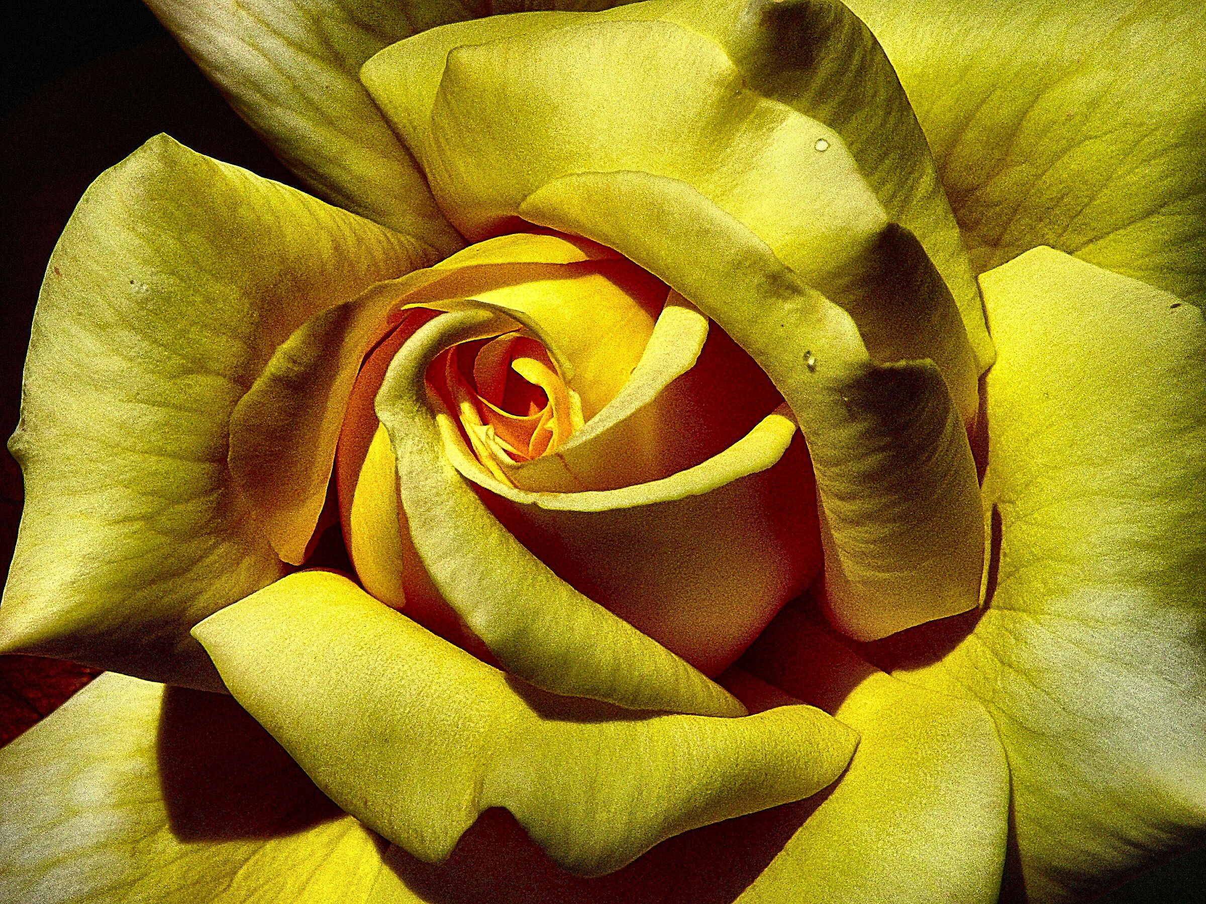 Solo una rosa gialla