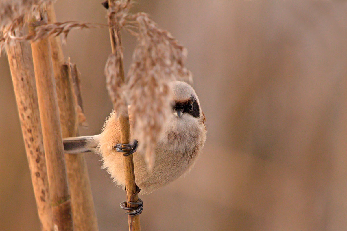 Pendolino europeo (Remiz pendulinus)