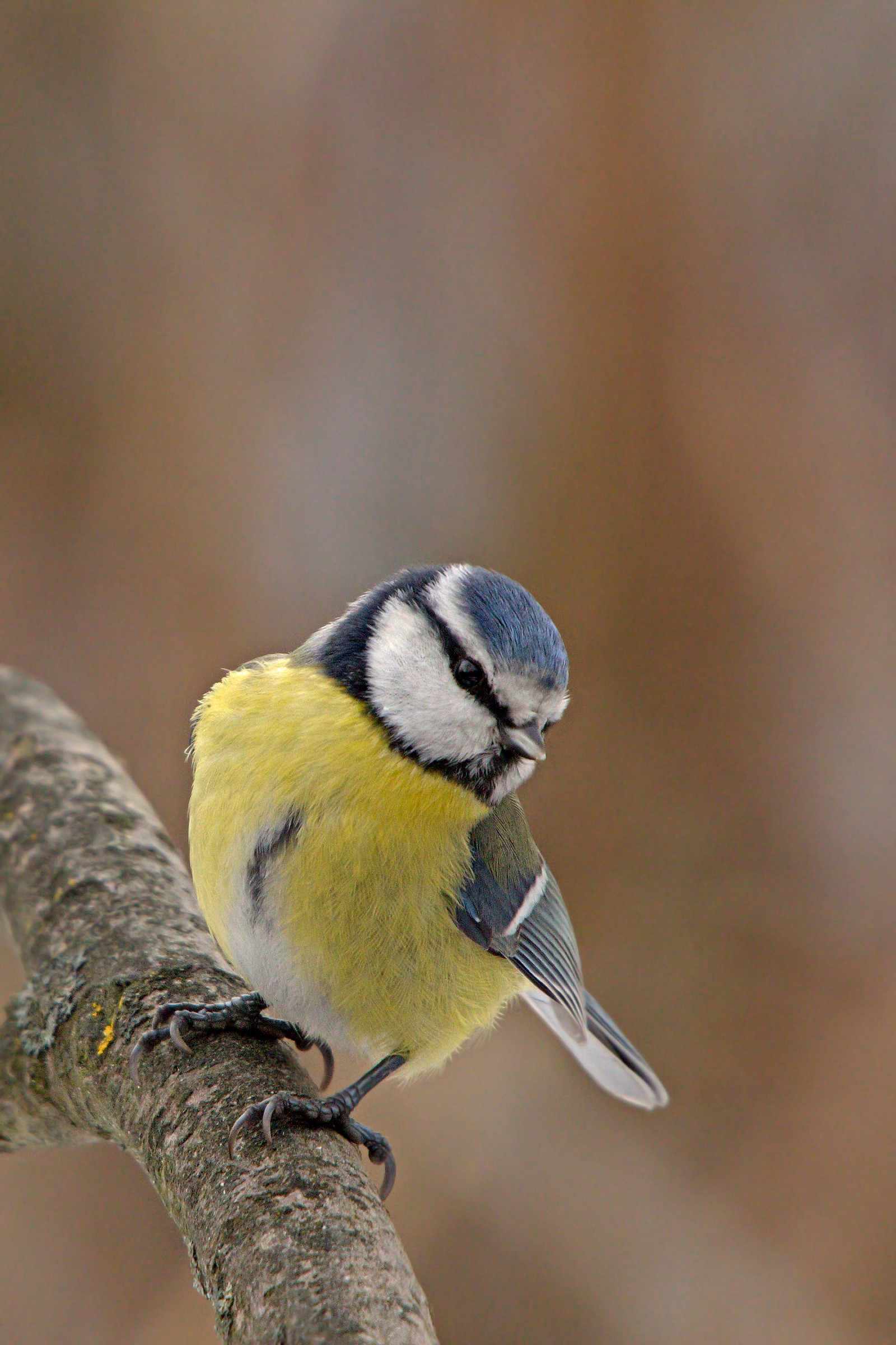 Cinciarella (Cyanistes caeruleus)