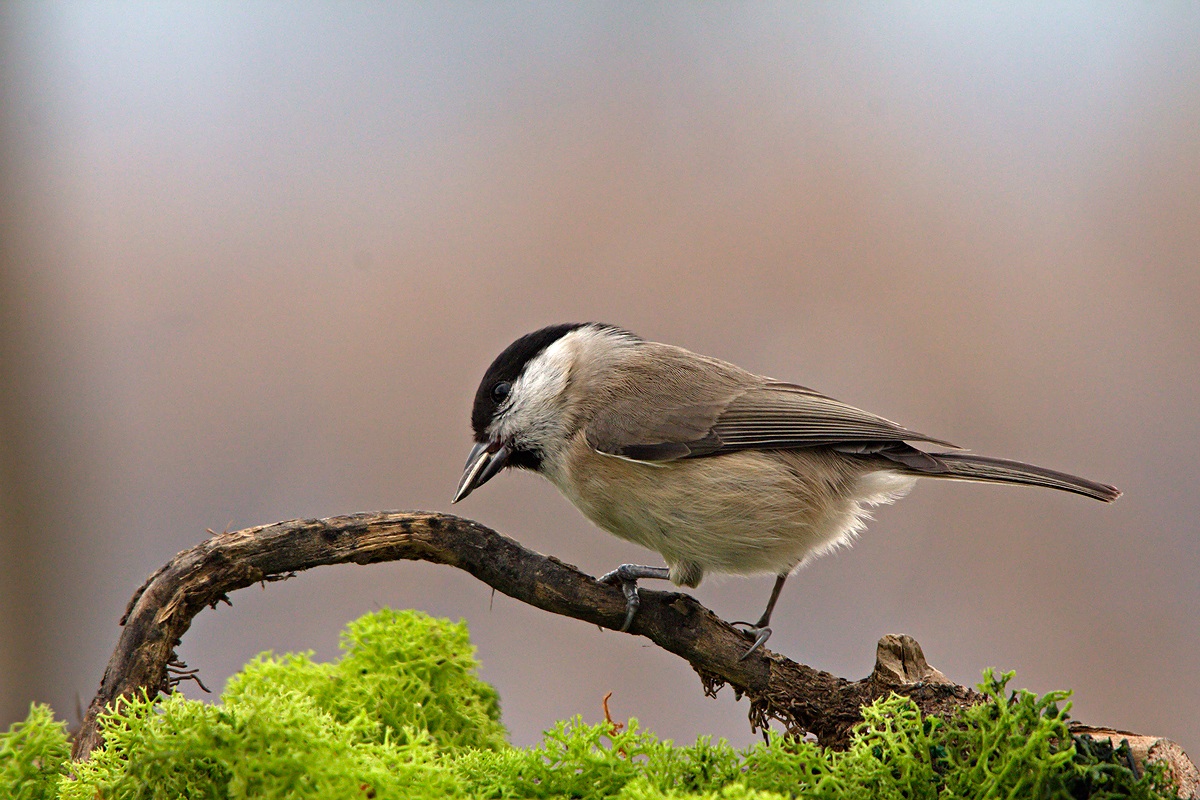 Cincia Bigia (Parus palustris)