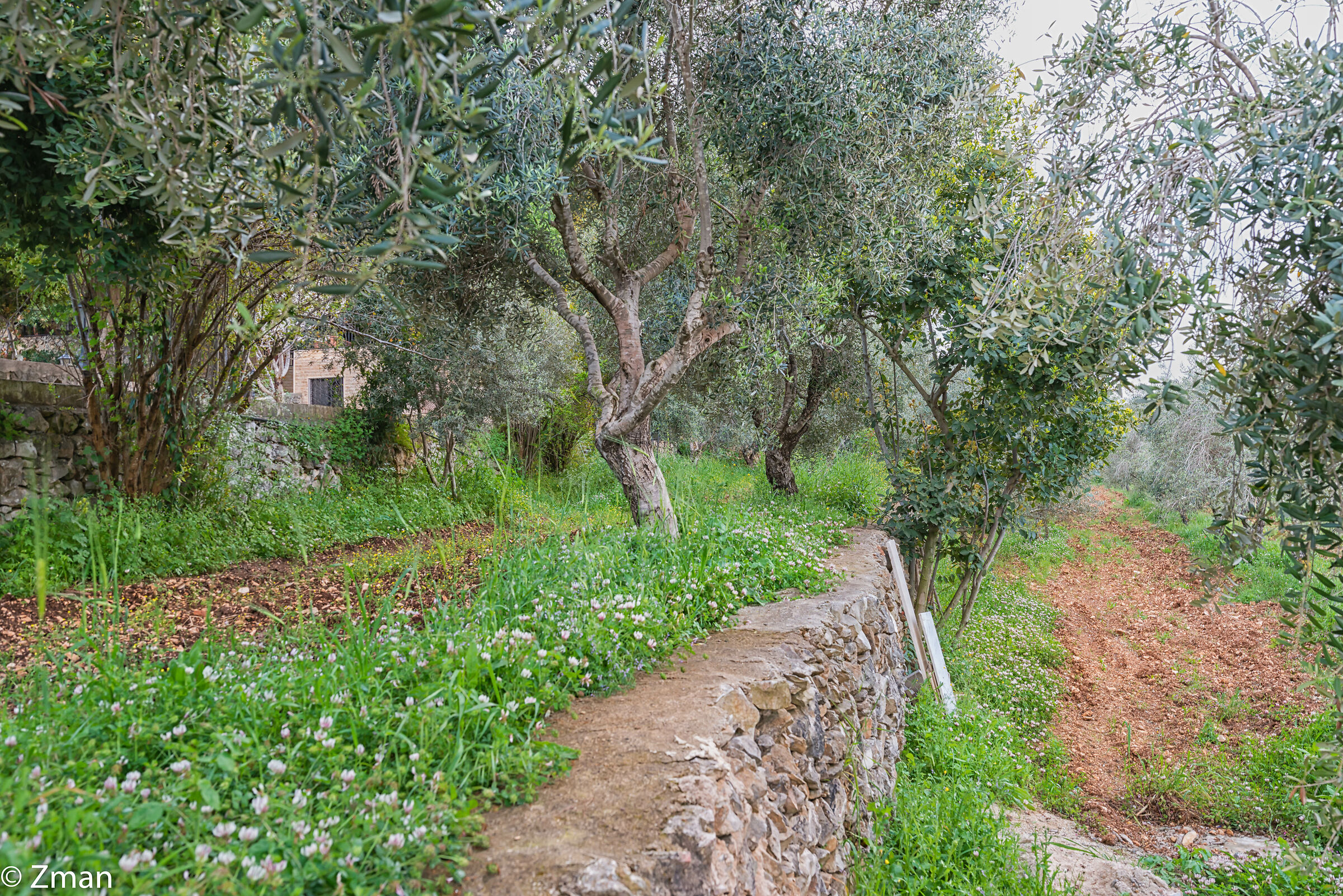 Olive Trees