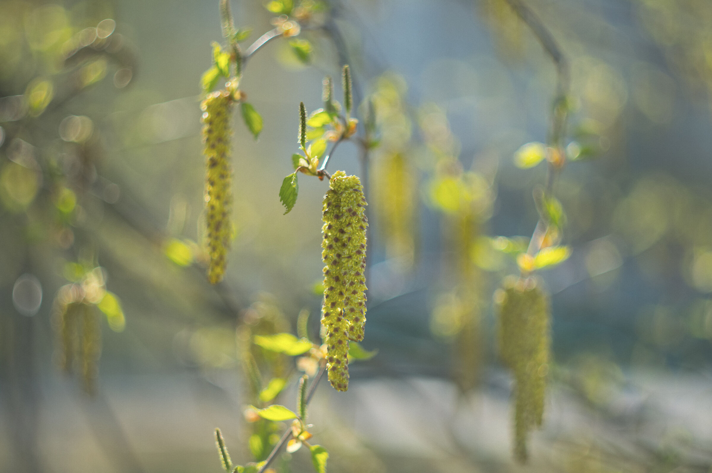 betulla in primavera