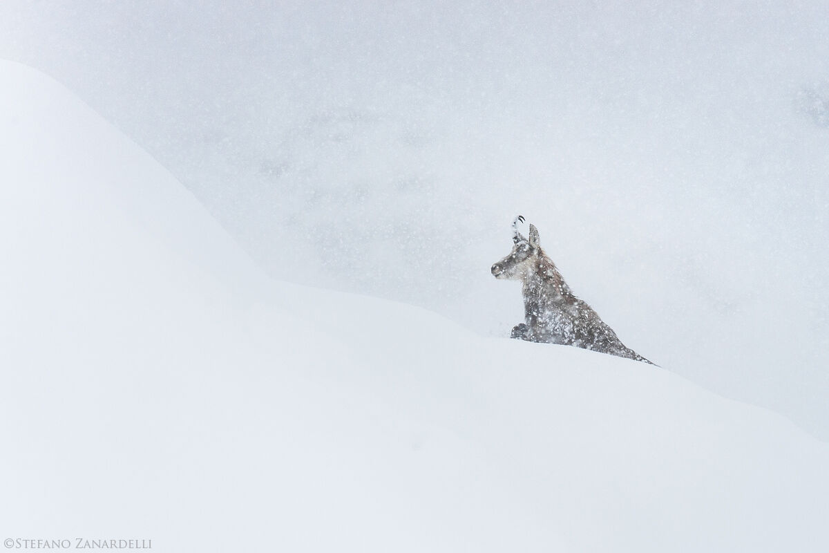 Il Camoscio e la Bufera