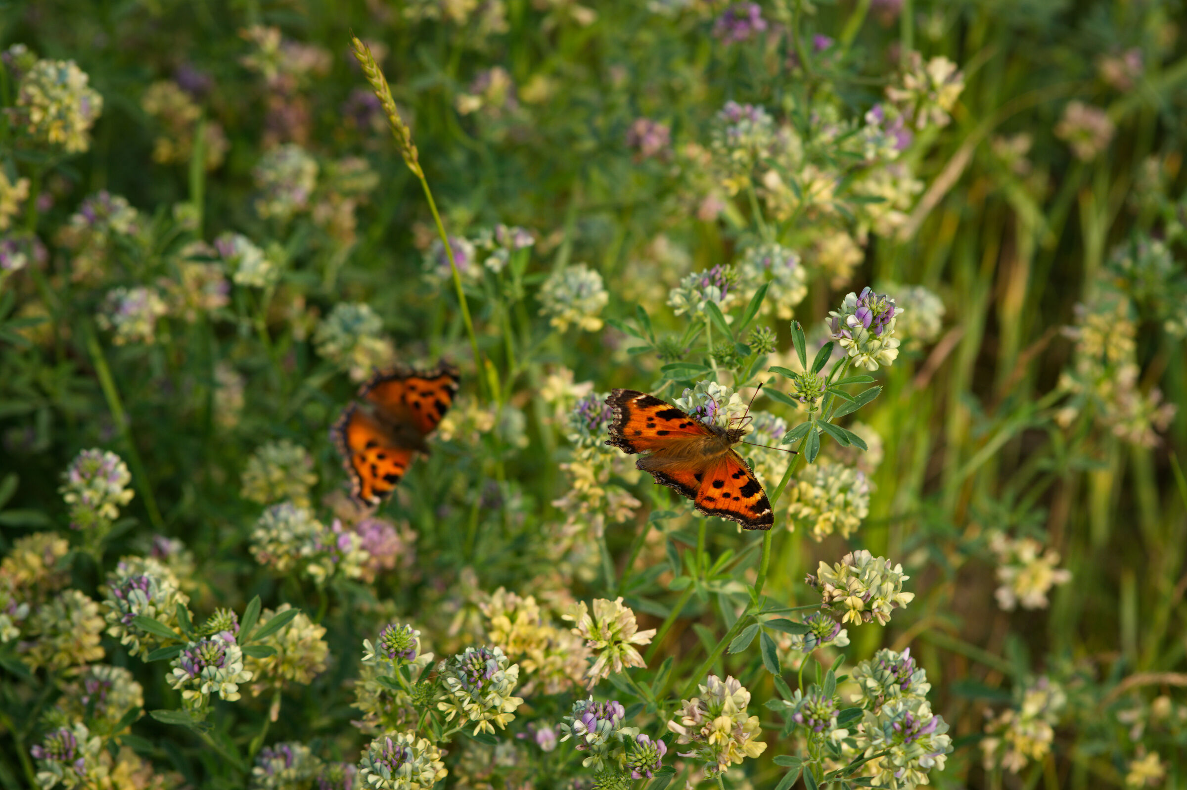 farfalla di Aglais urticae su un lupino