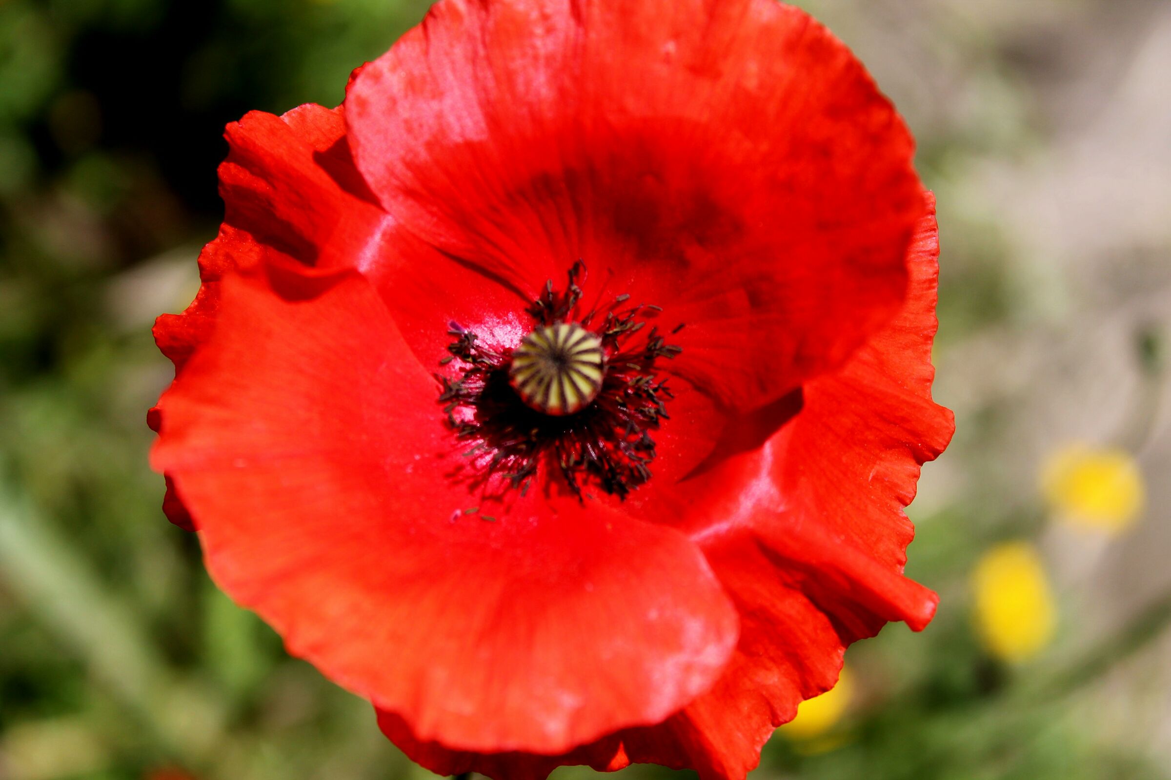 THE POPPY