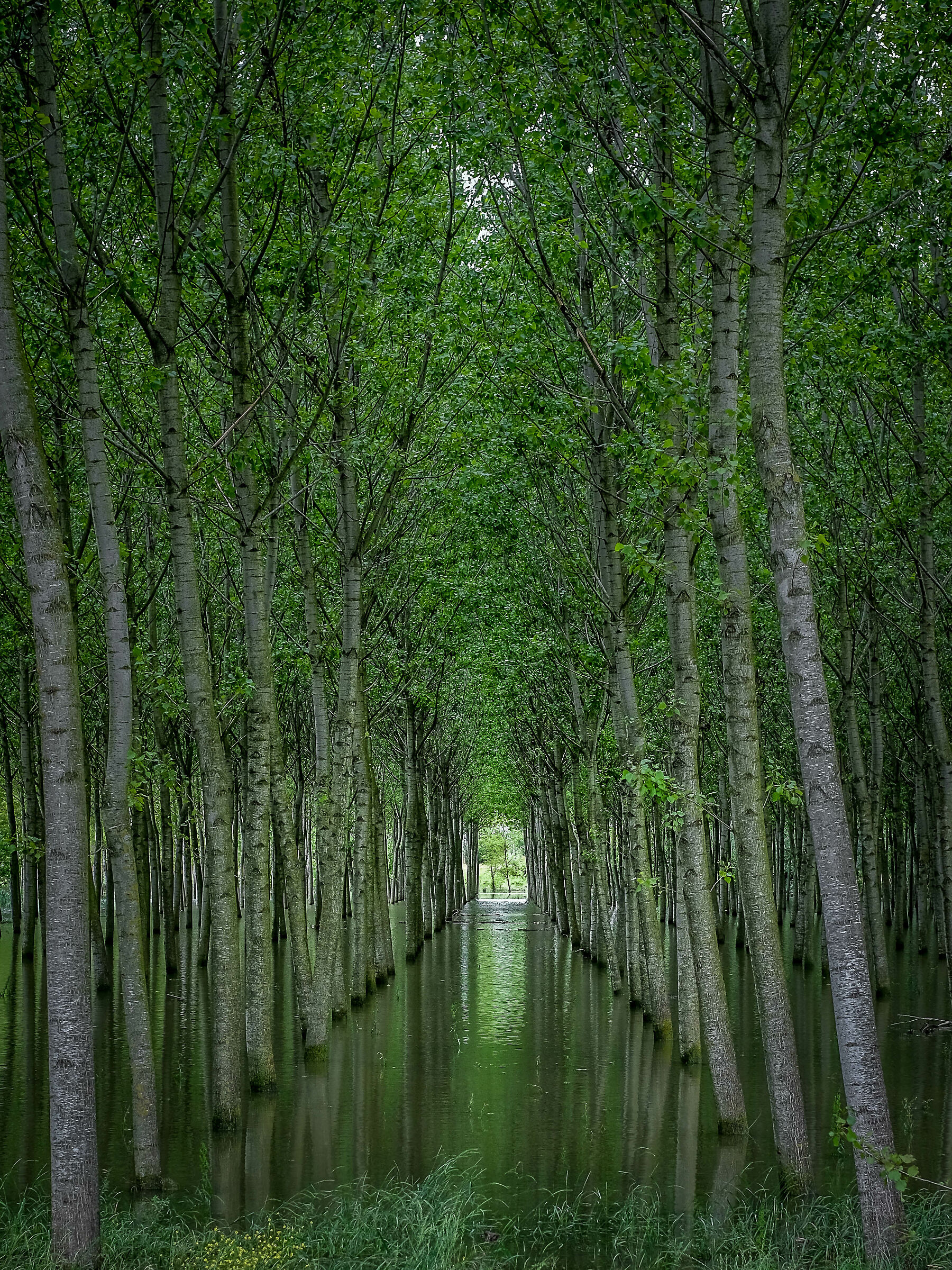 il silenzio dei colori
