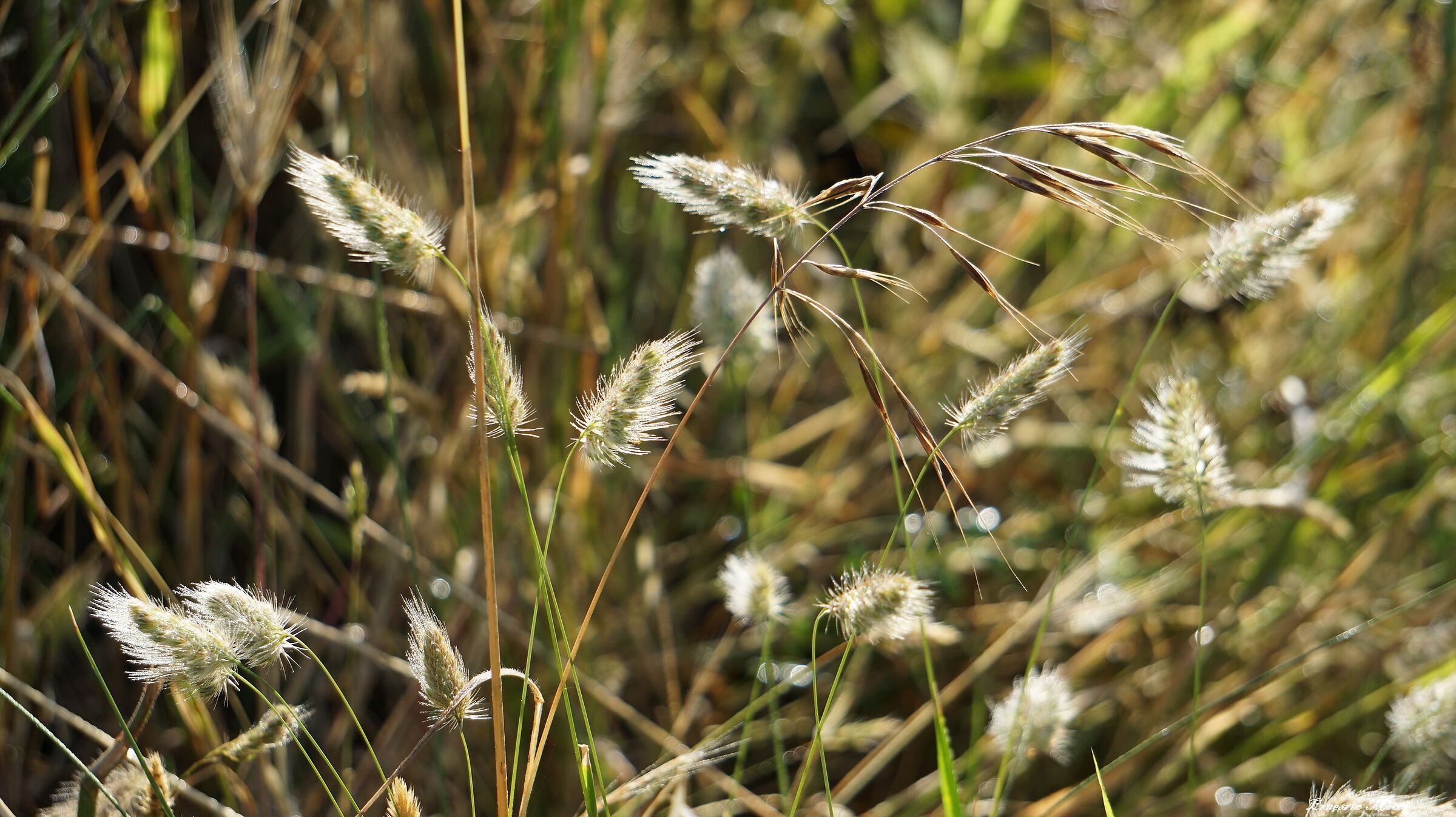 un Mondo Cristallino, nel Senso proprio di Cristallino