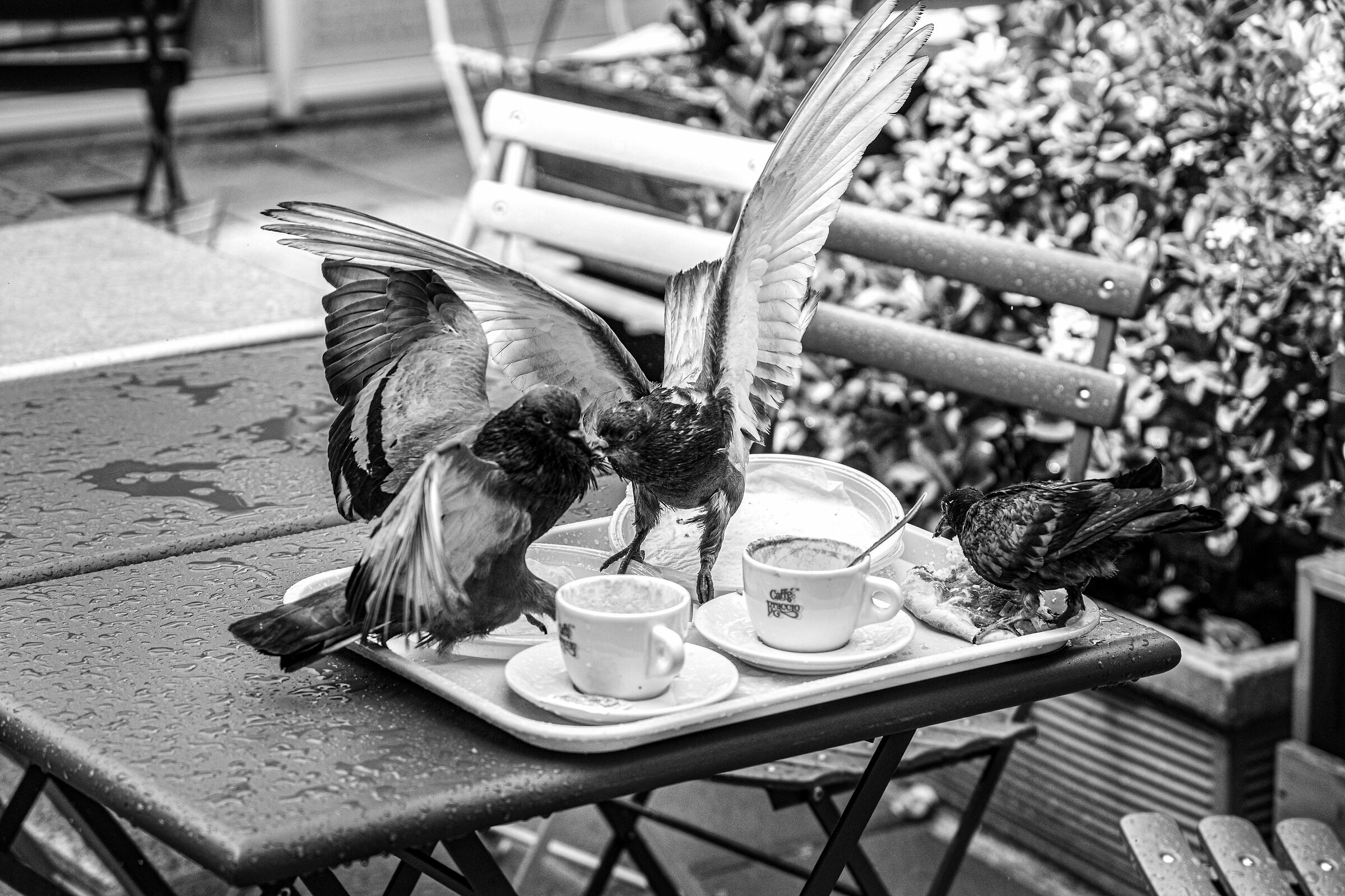 The fight for some pizza