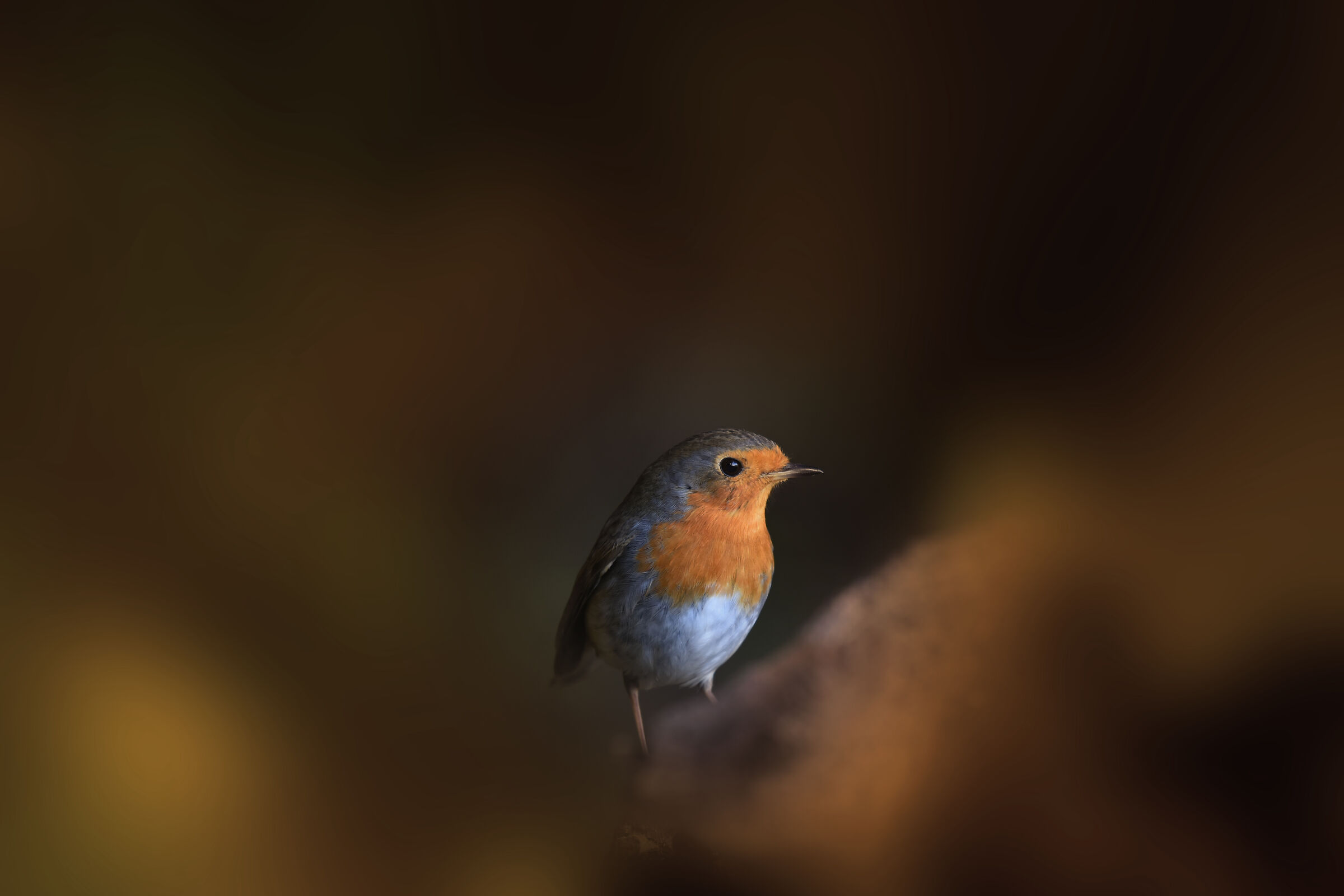 Robin