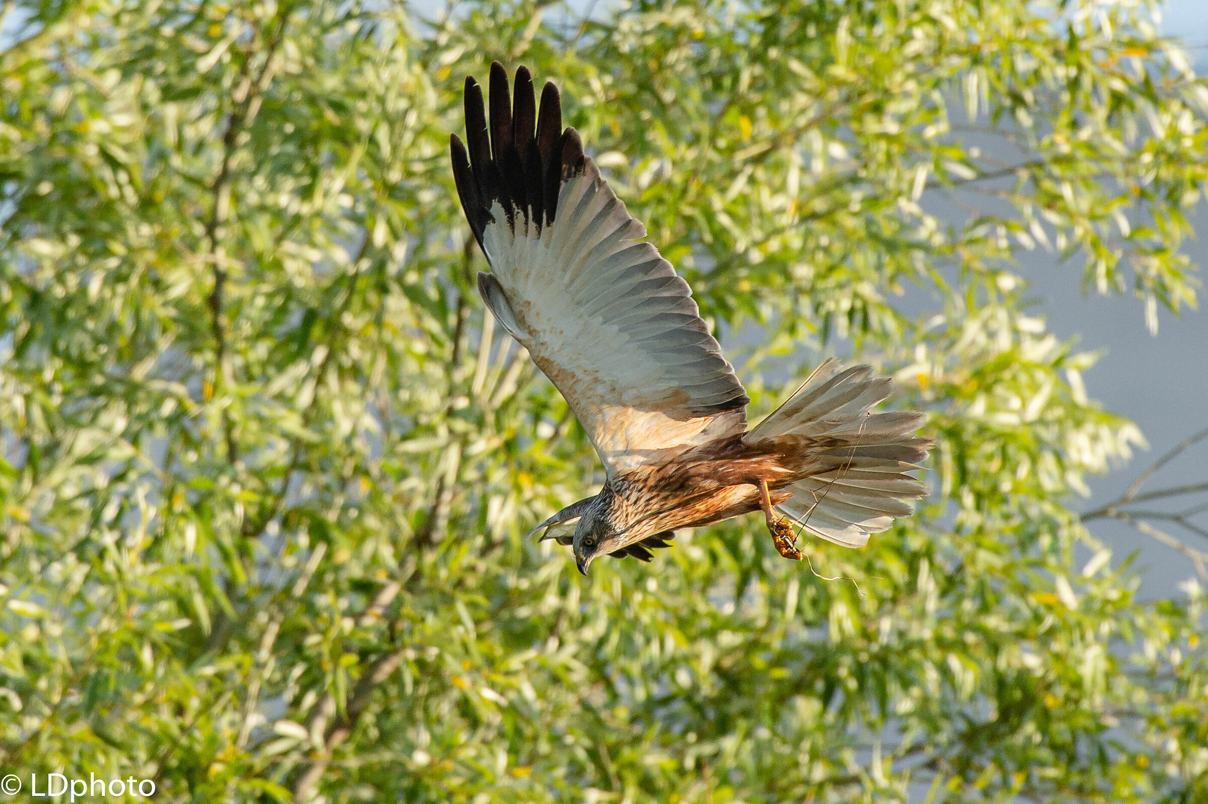Marsh Hawk