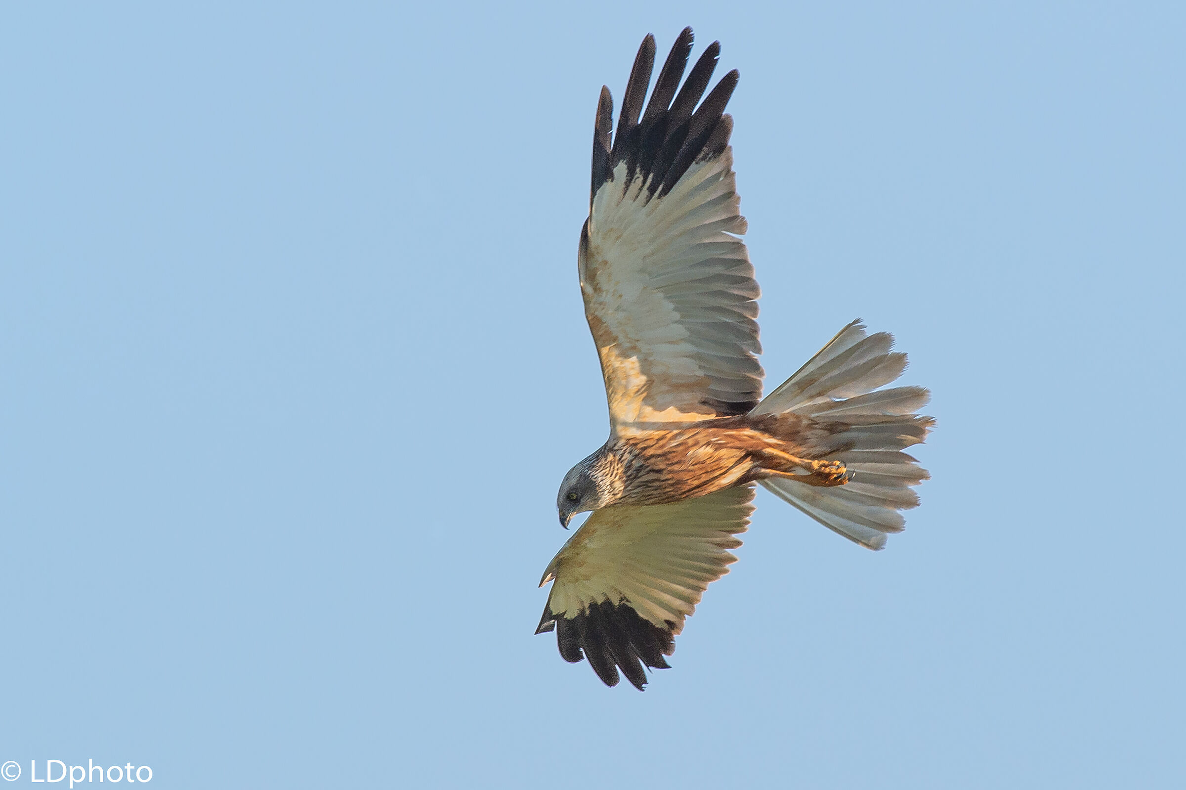 Marsh Hawk