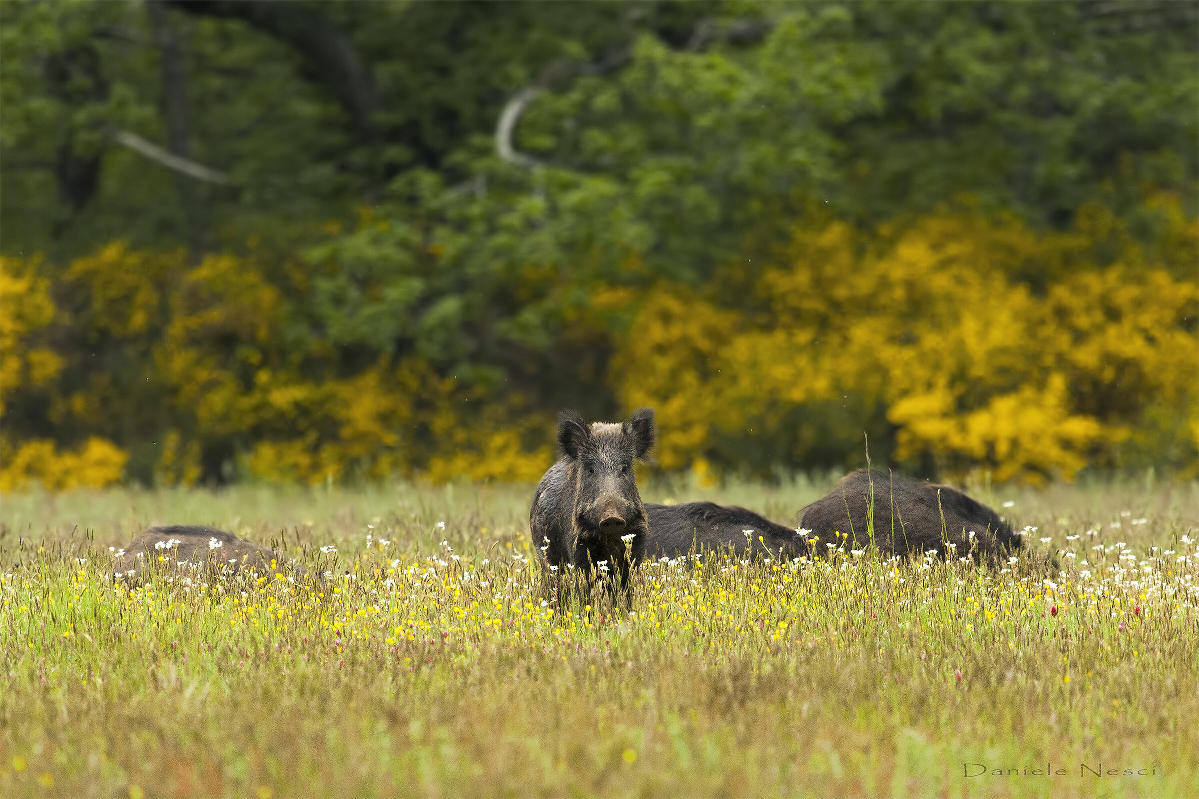 Cinghiali in famiglia