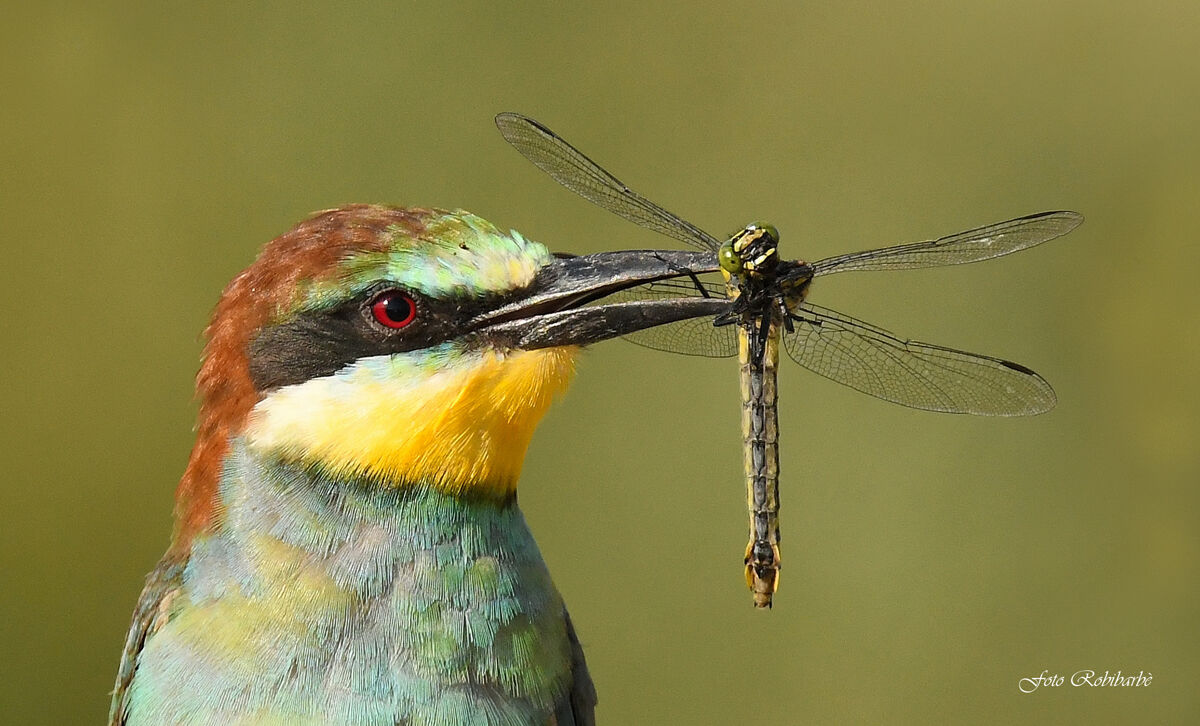 Macro Bee-eater...