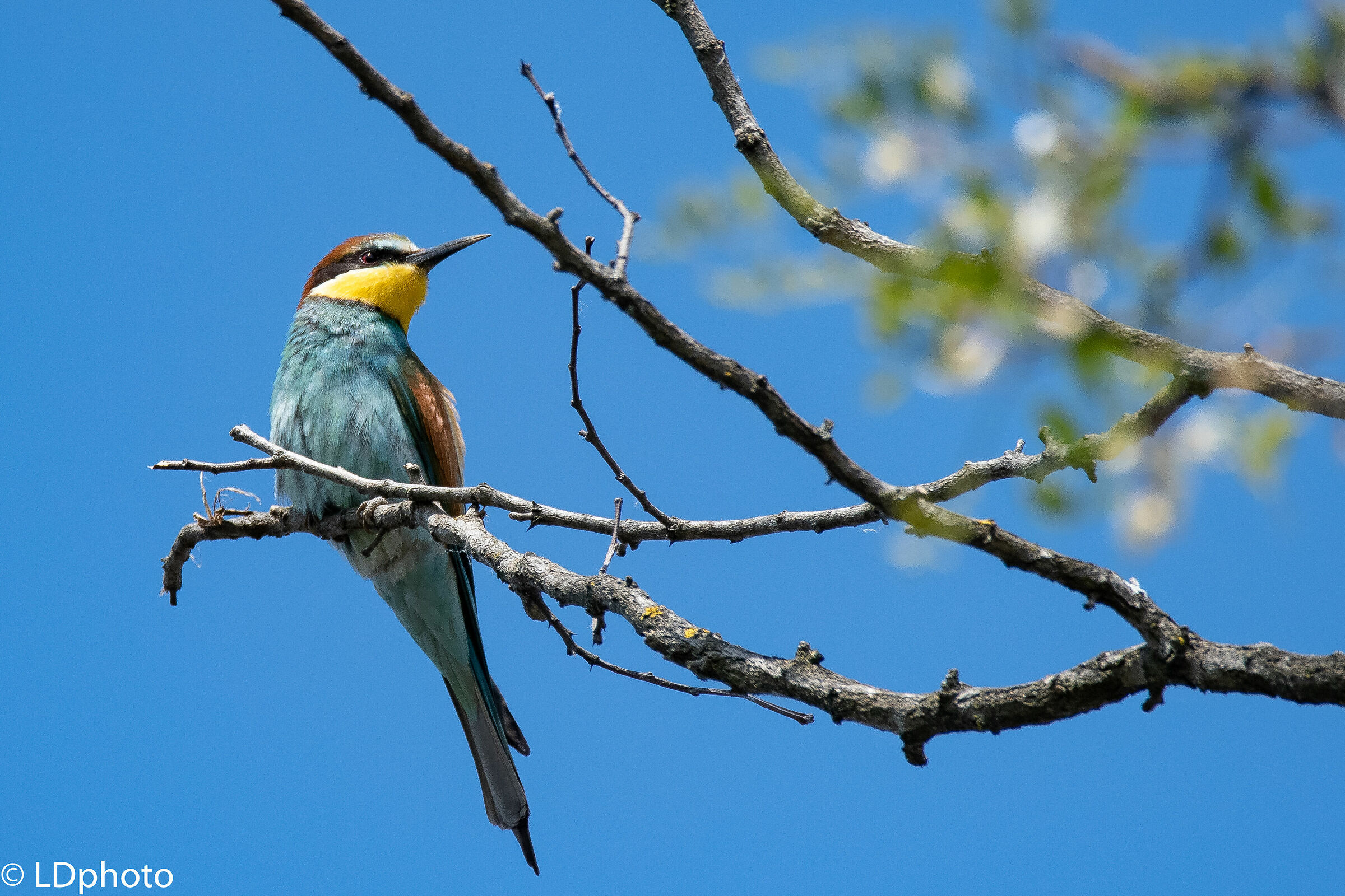 Bee-eater