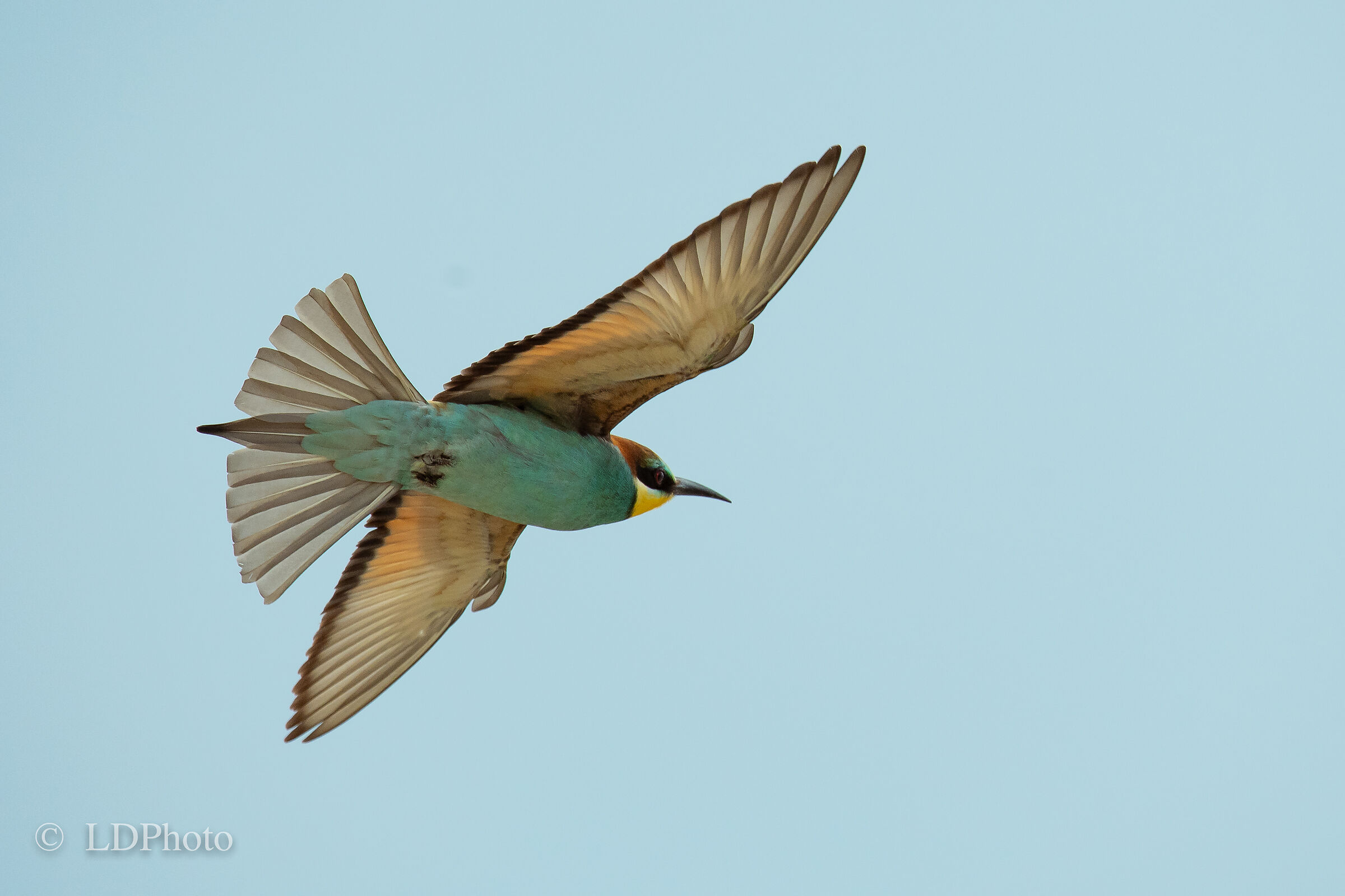 Bee-eater