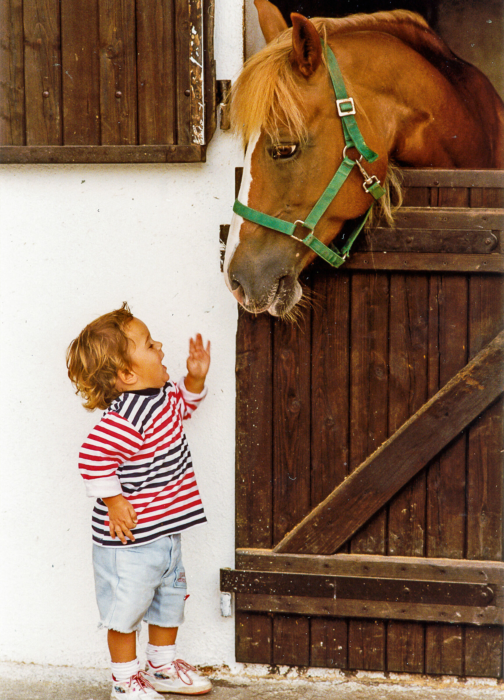 Alexander and the Horse